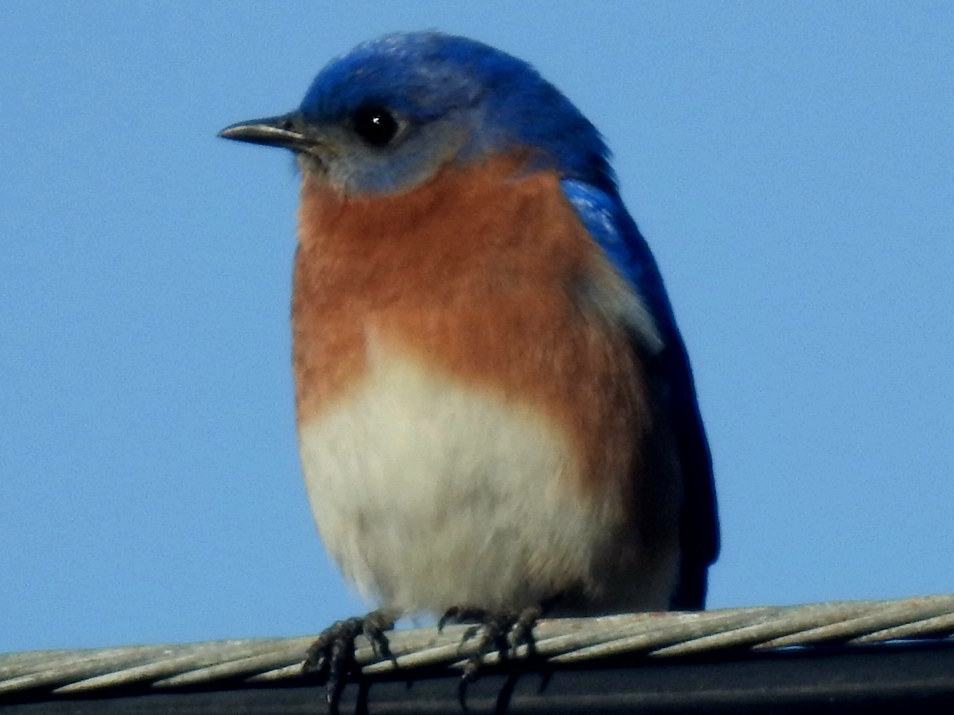 blue bird