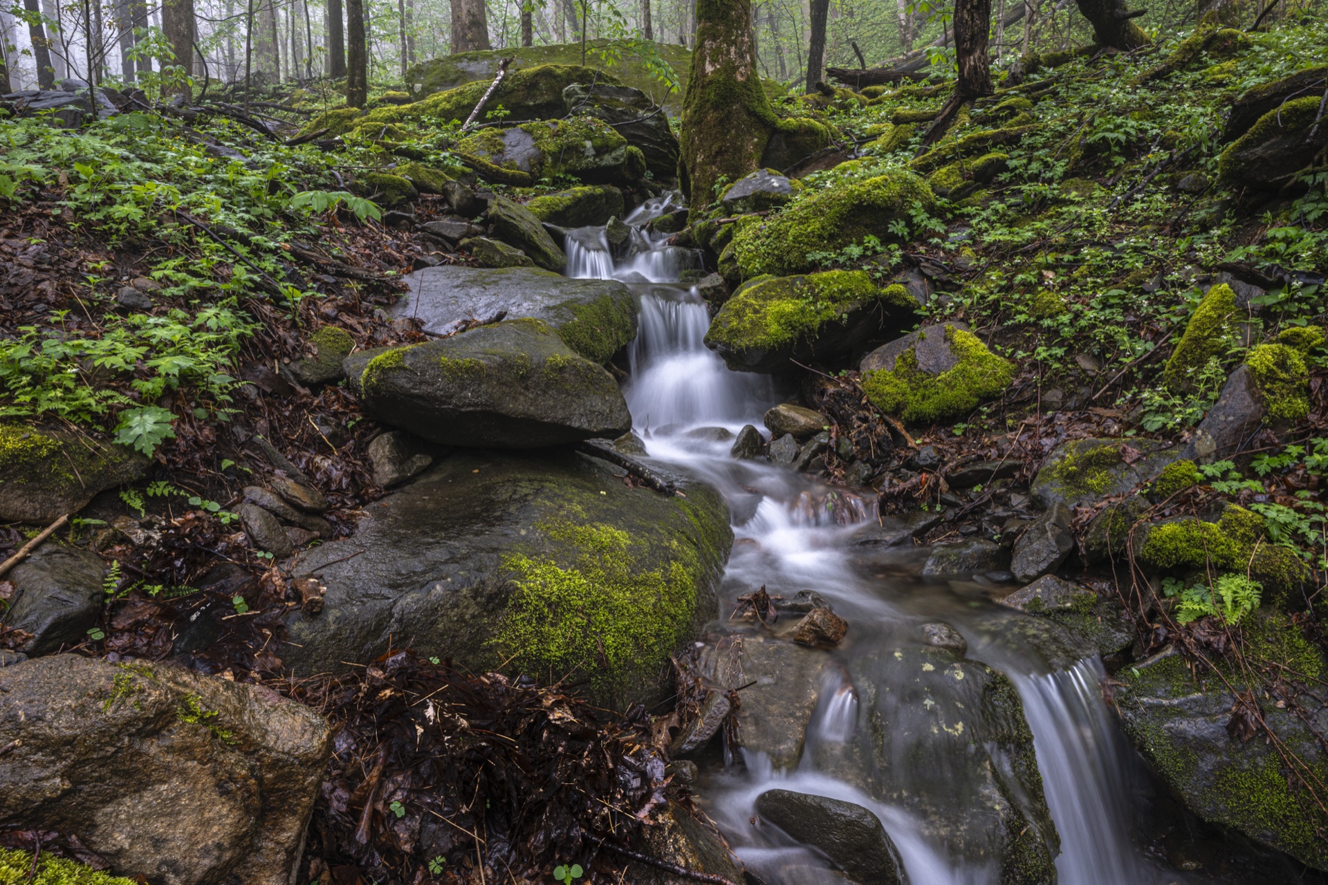 Spring Rain Cascade
