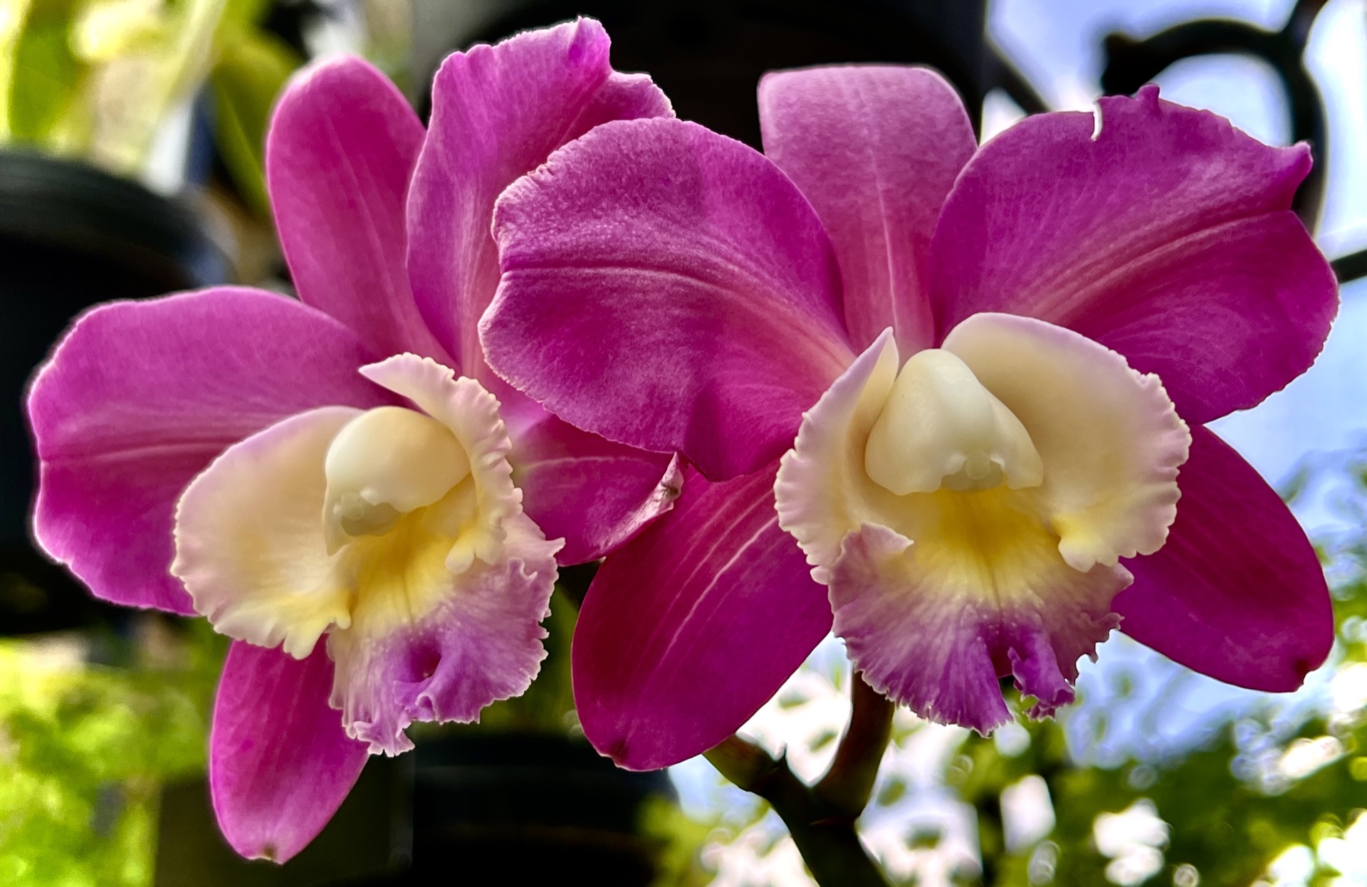OrchidTwins