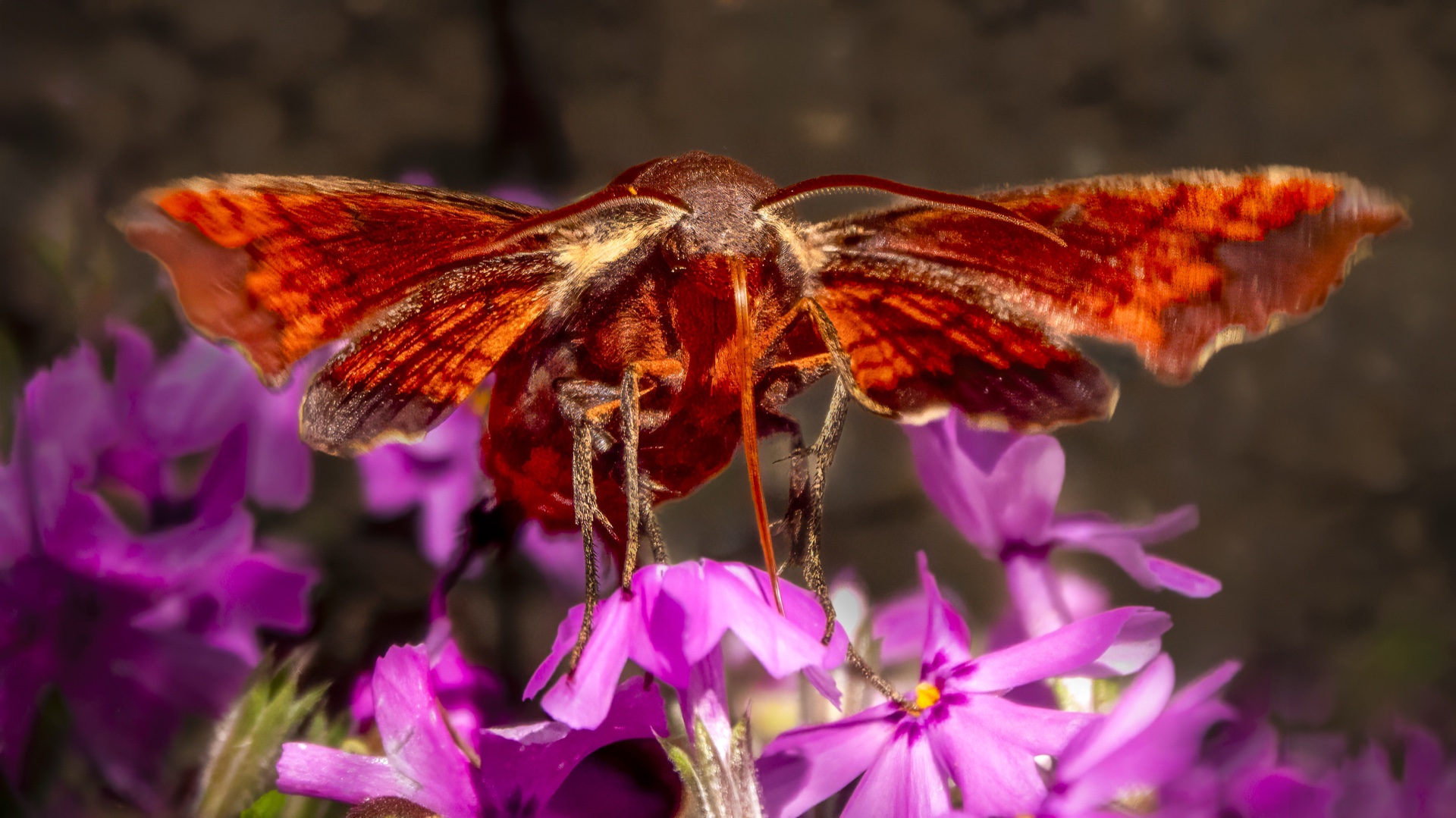 Hawk Moth