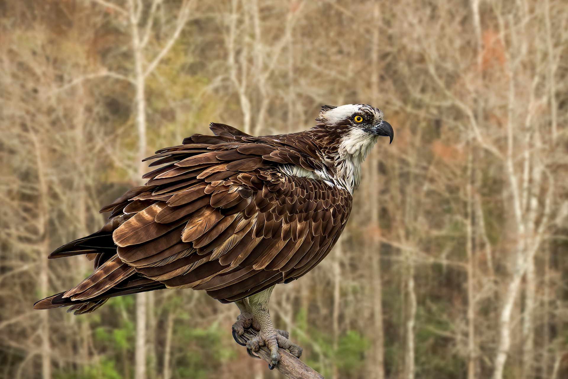 Ruffled Osprey