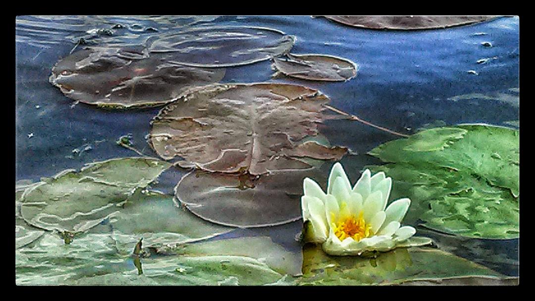 Lily