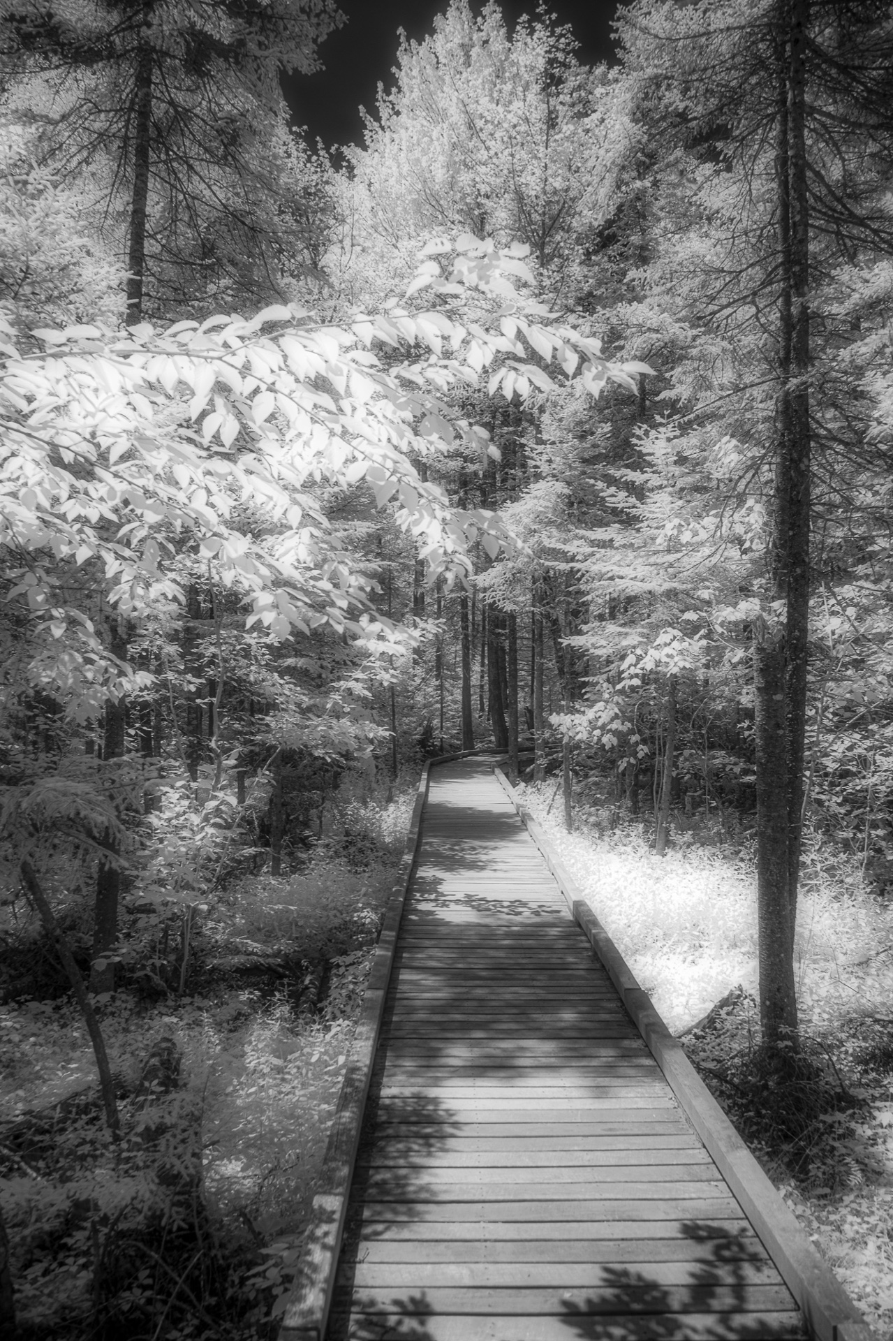 The Boardwalk copy