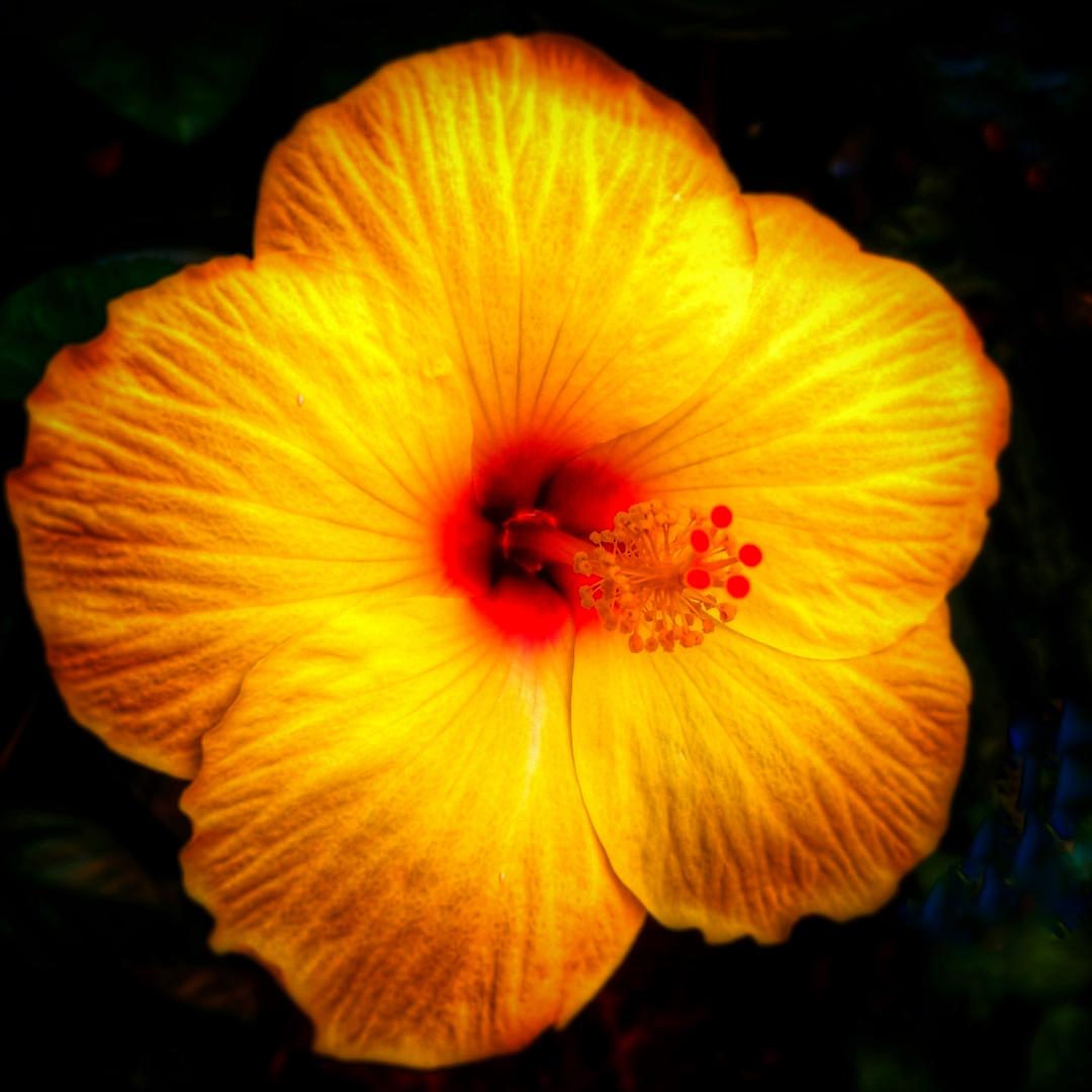 Hibiscus