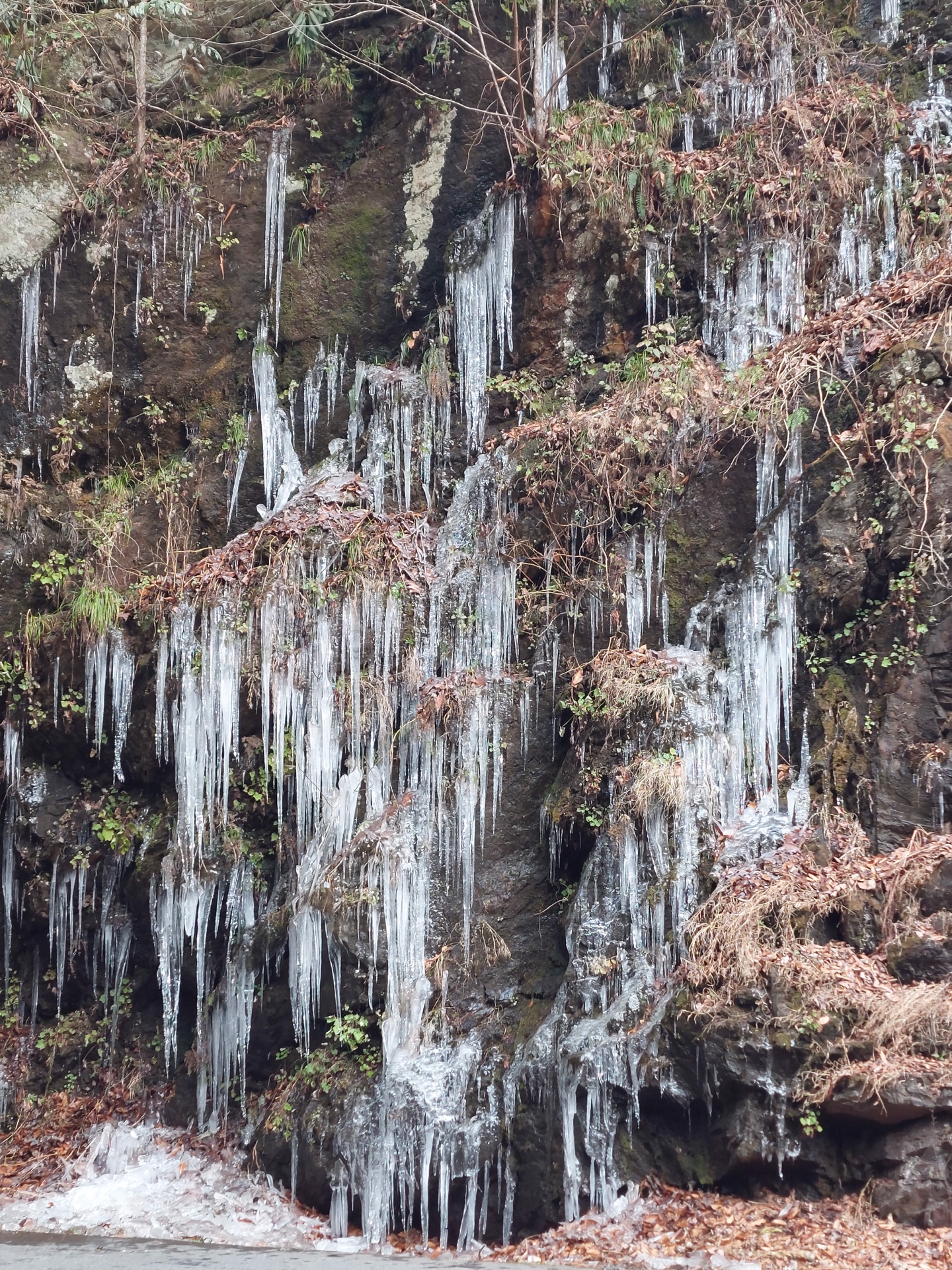Icicles In The Park