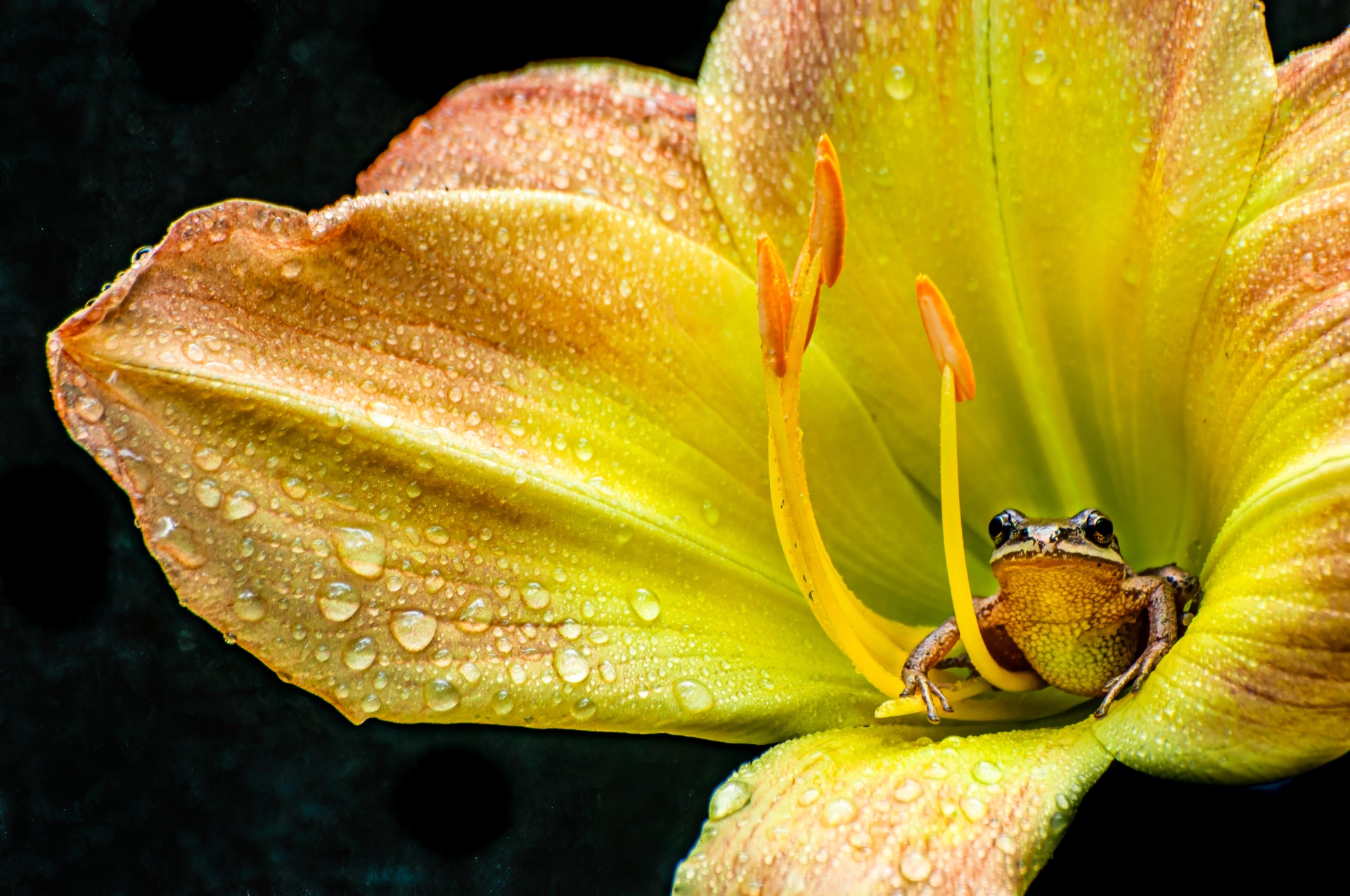 Lily Frog