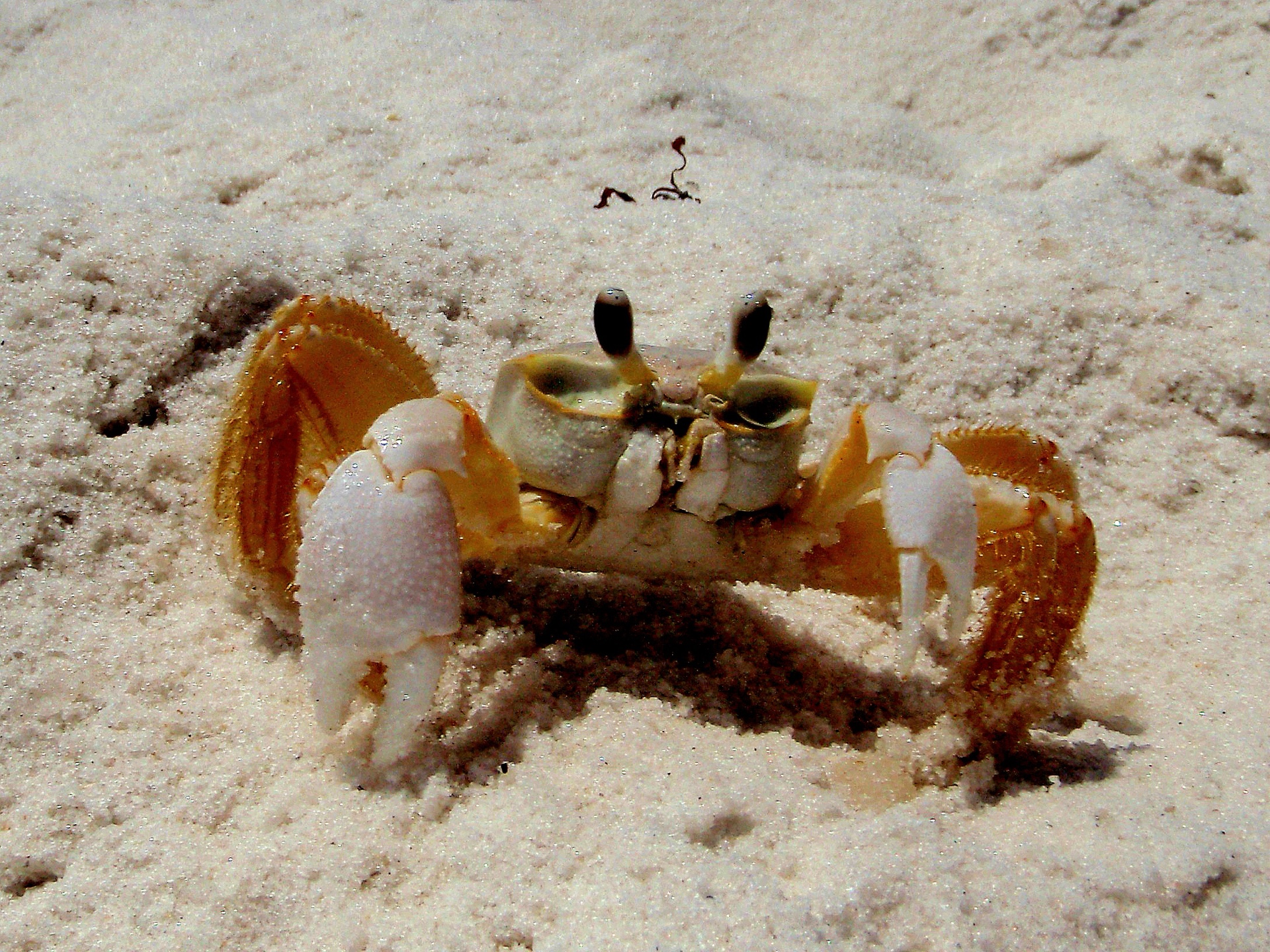 ghost crab