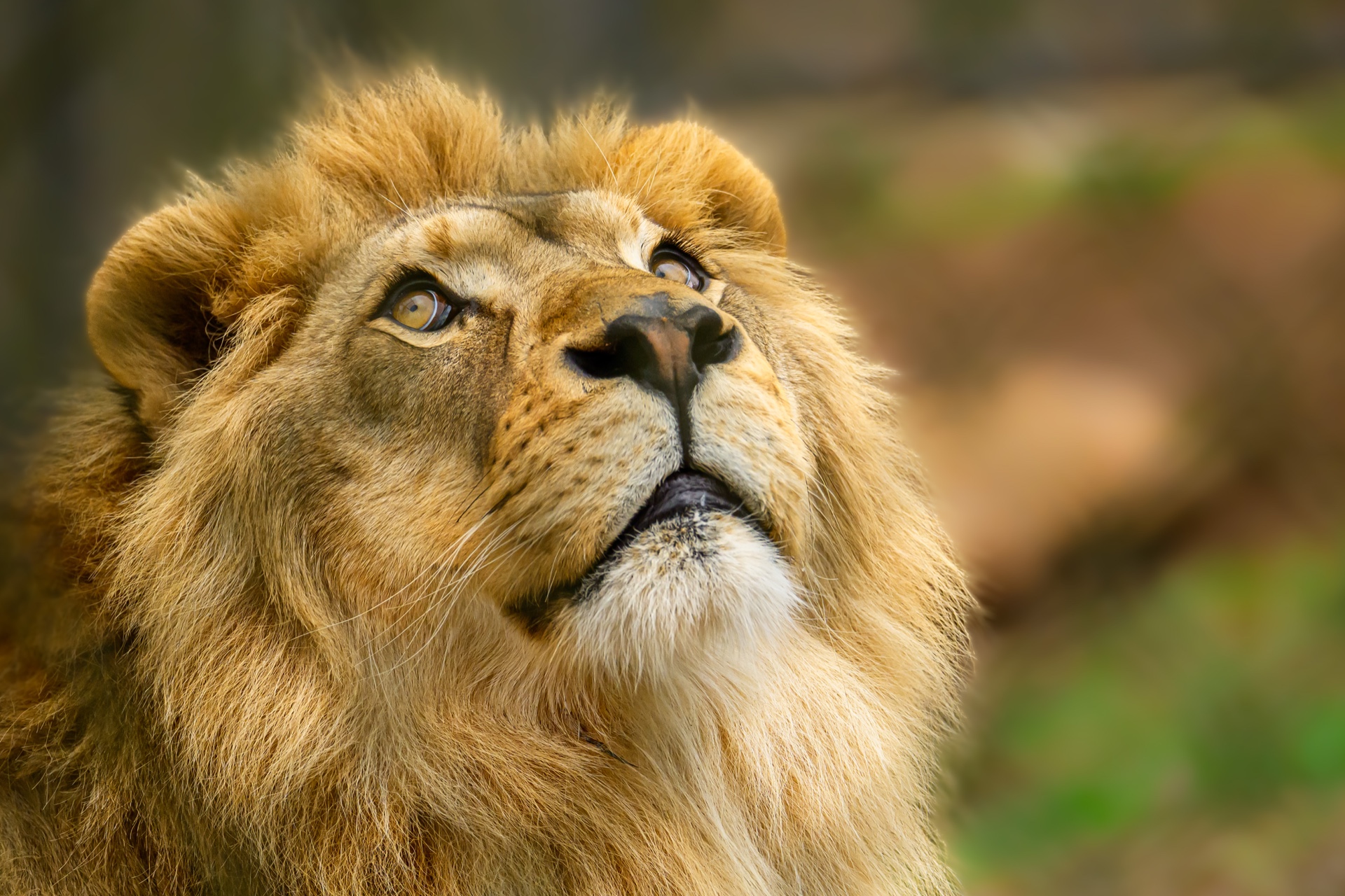 The Daydream