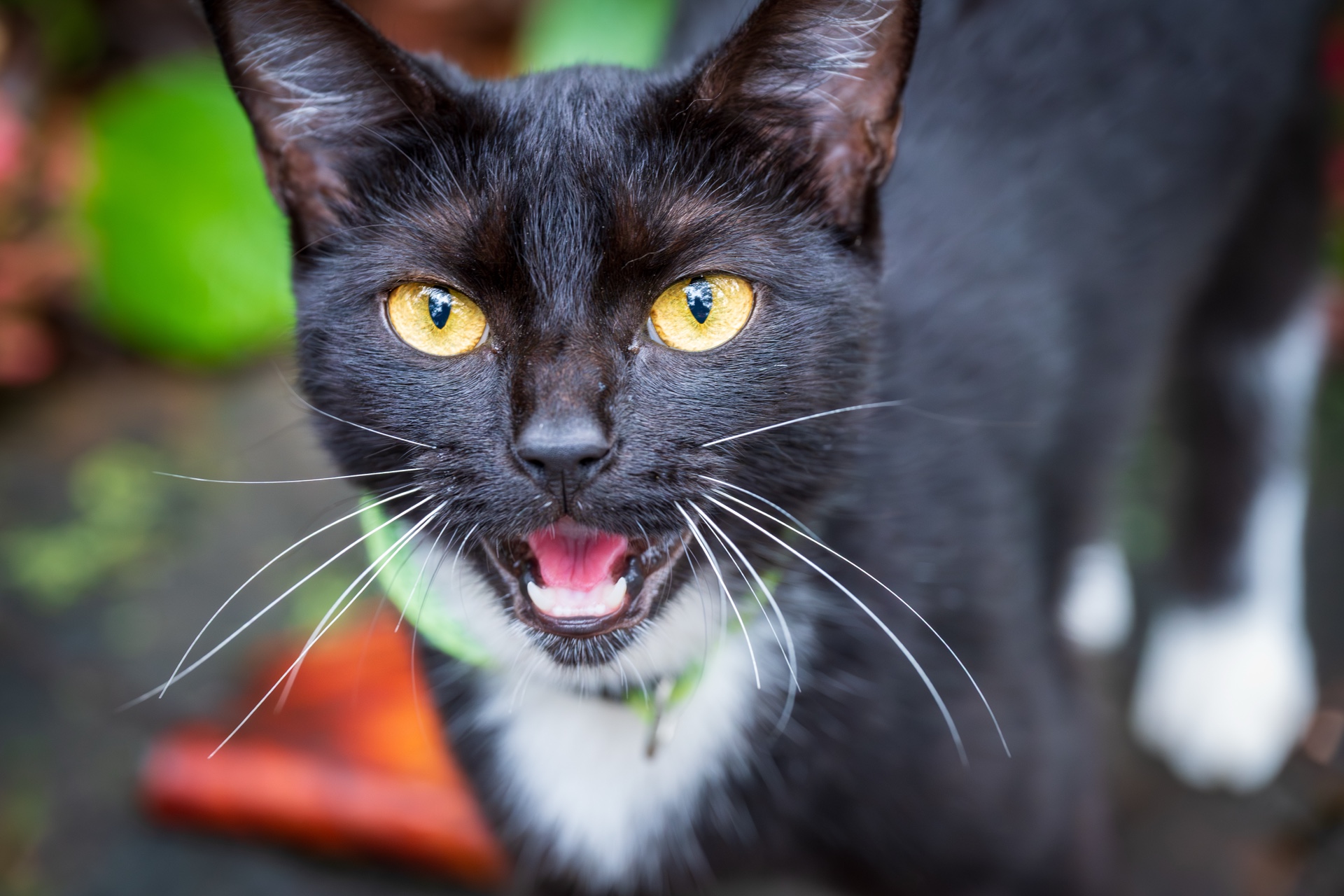 Friendly Kitty