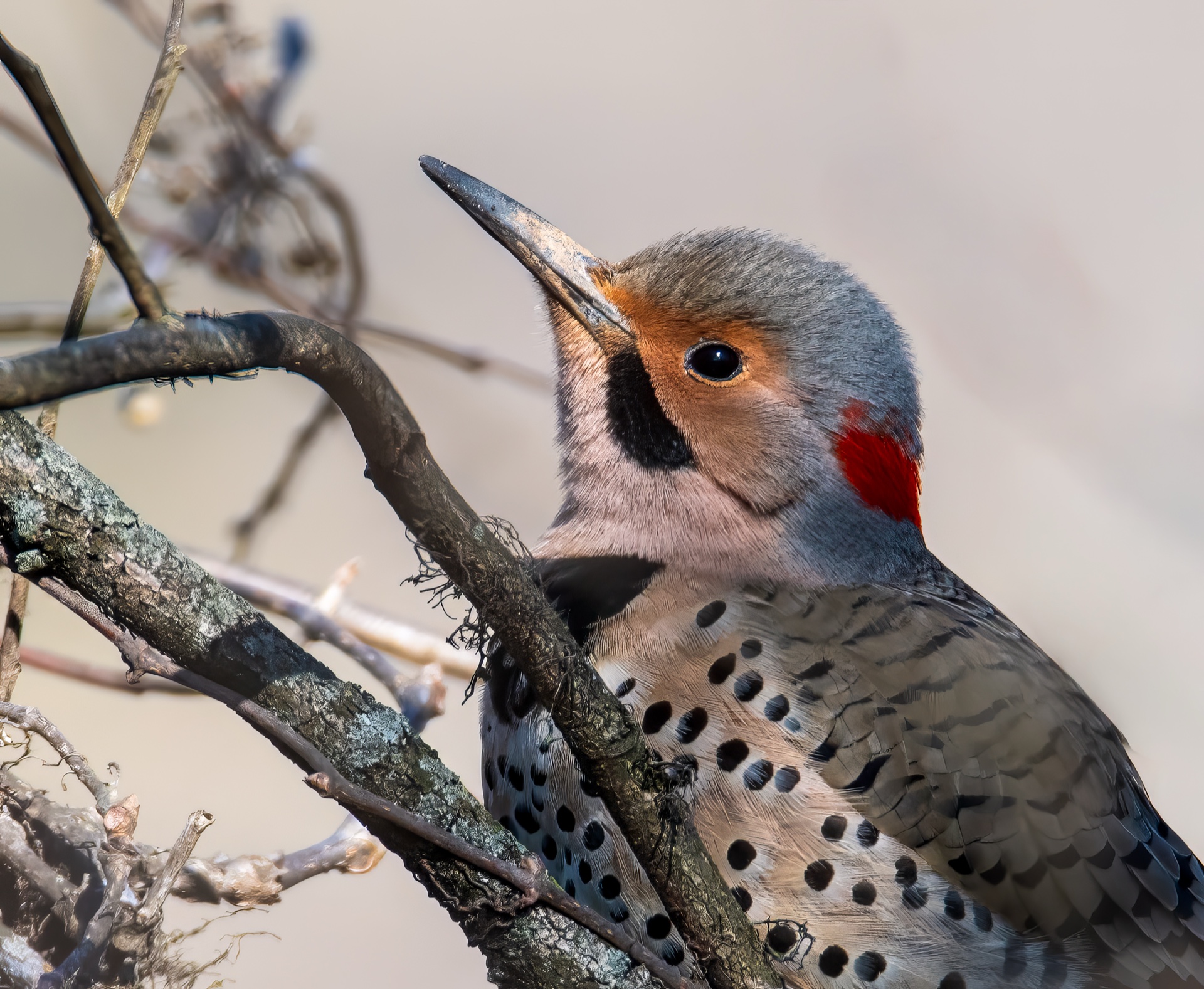 Northern Flicker Up Close