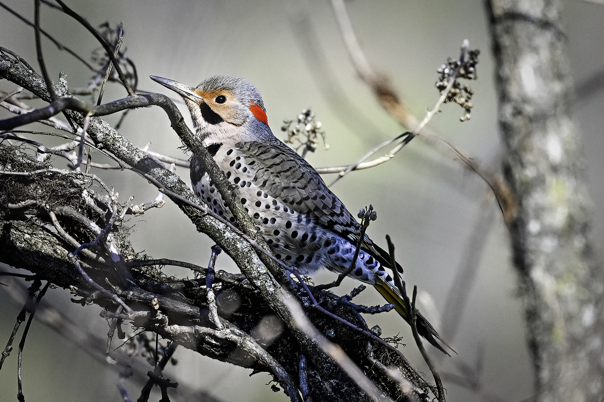 Papson Flicker Amongst the Twigs