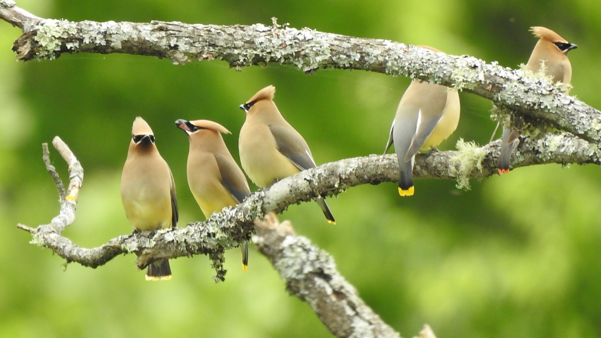 Waxwings