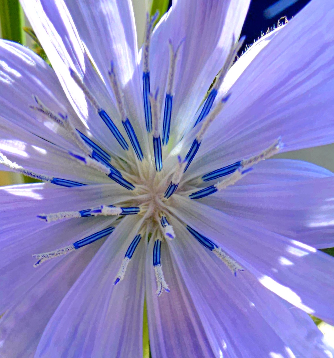 Chicory flower