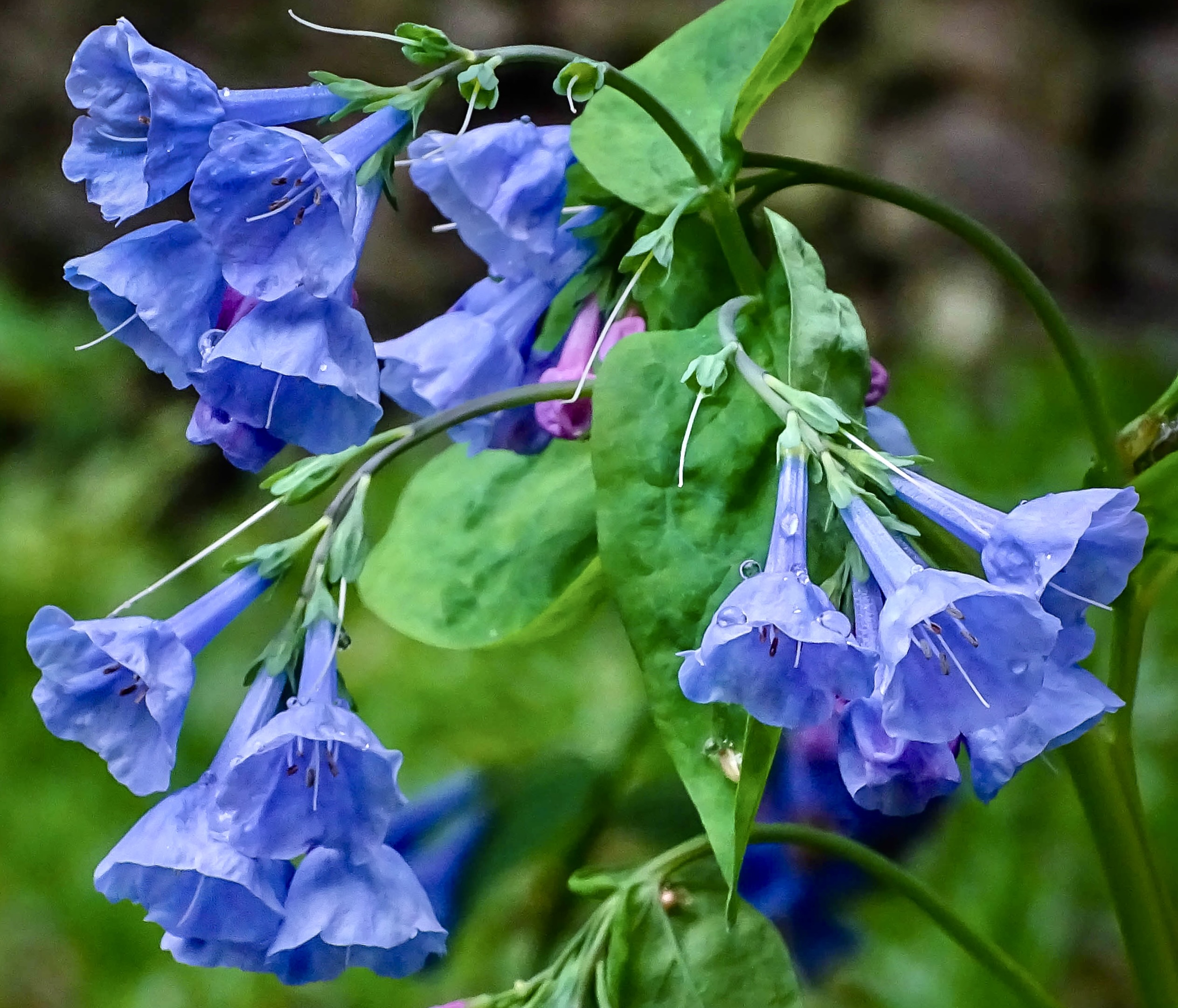 Virginia Bluebells