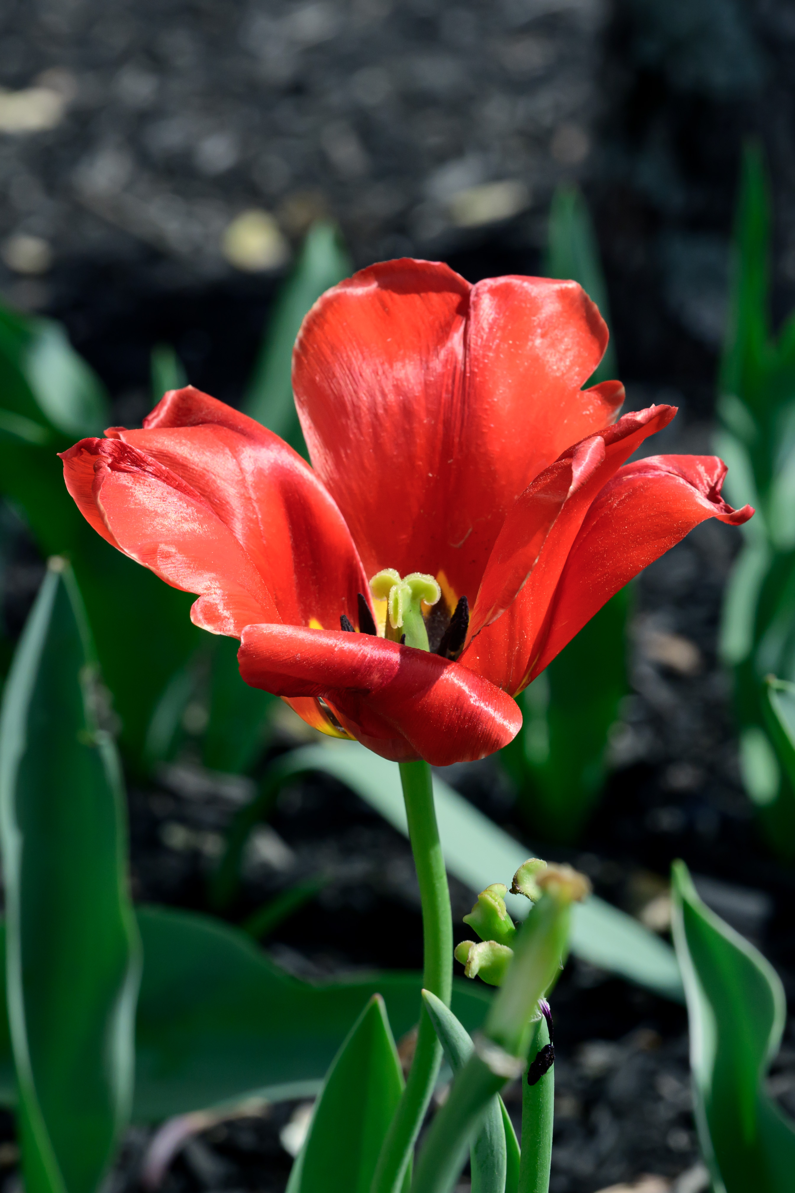 Tulip in Spring