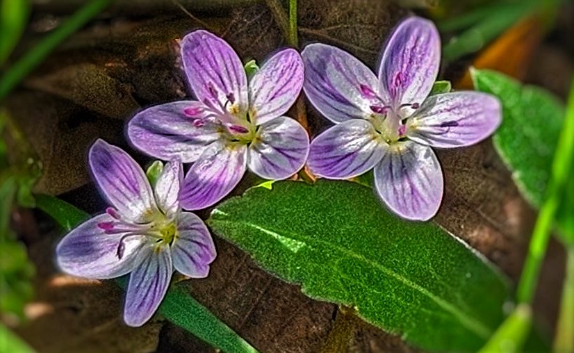 Tri flowers 2