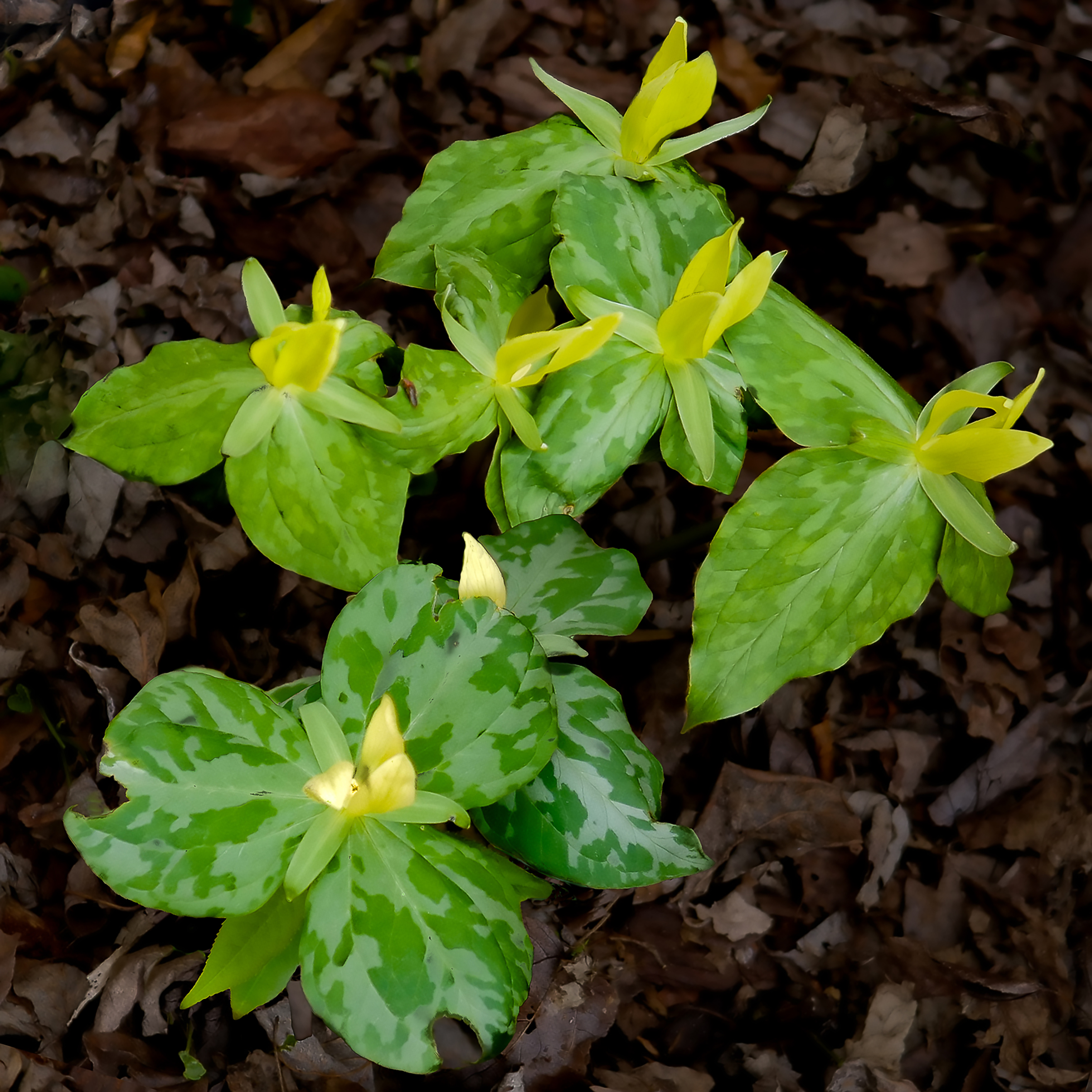 Trillium