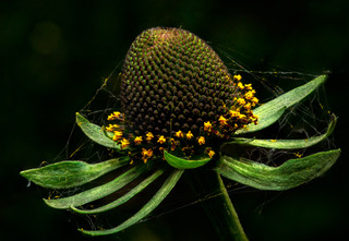 Cone Flower
