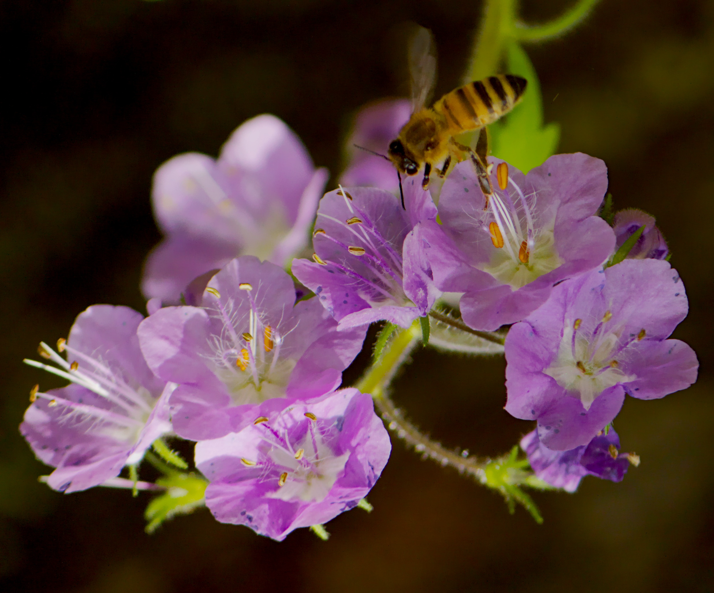 Pollinating Purple Phacelia