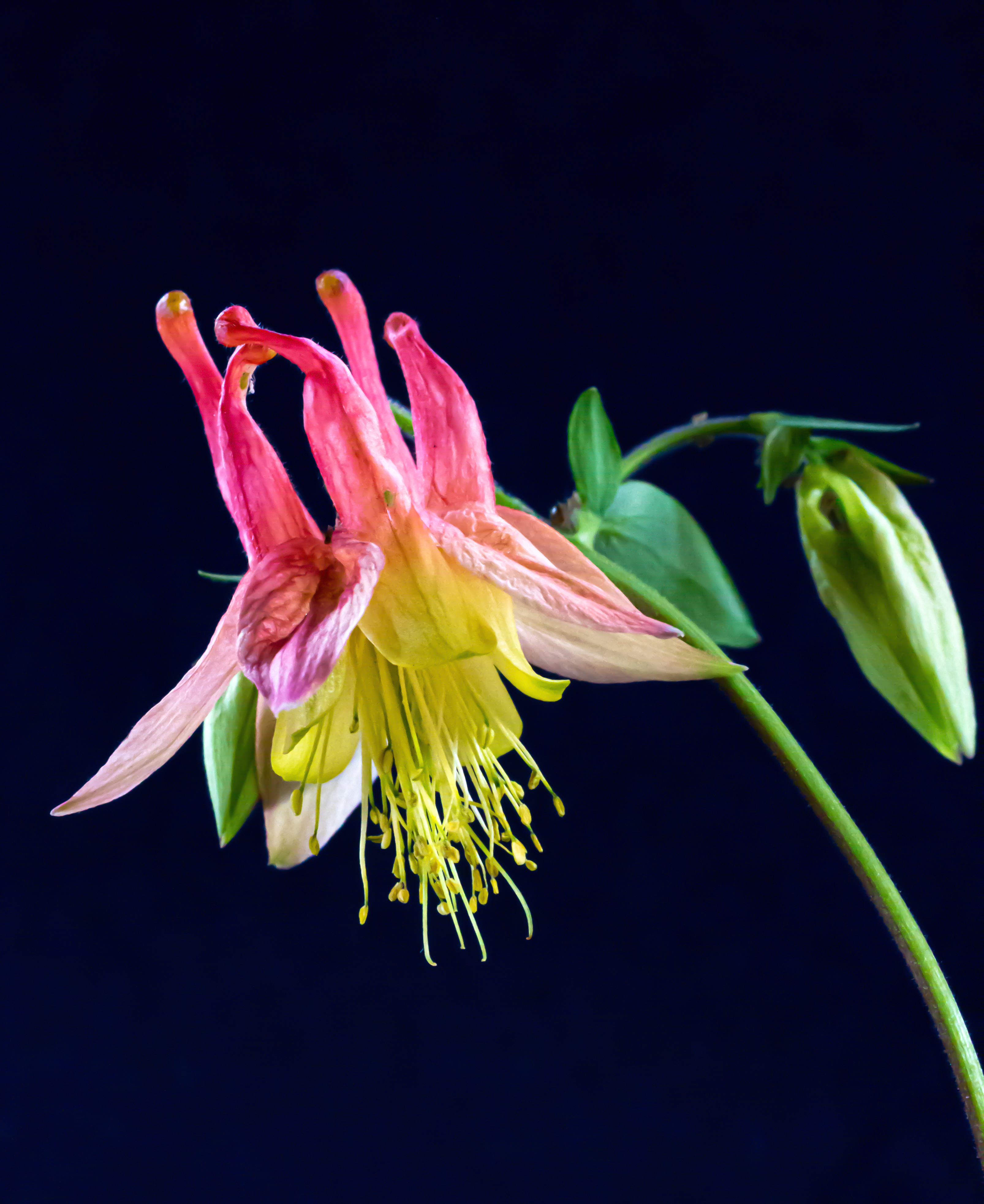 Columbine