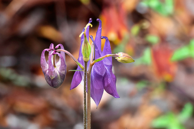 Alpine Columbine