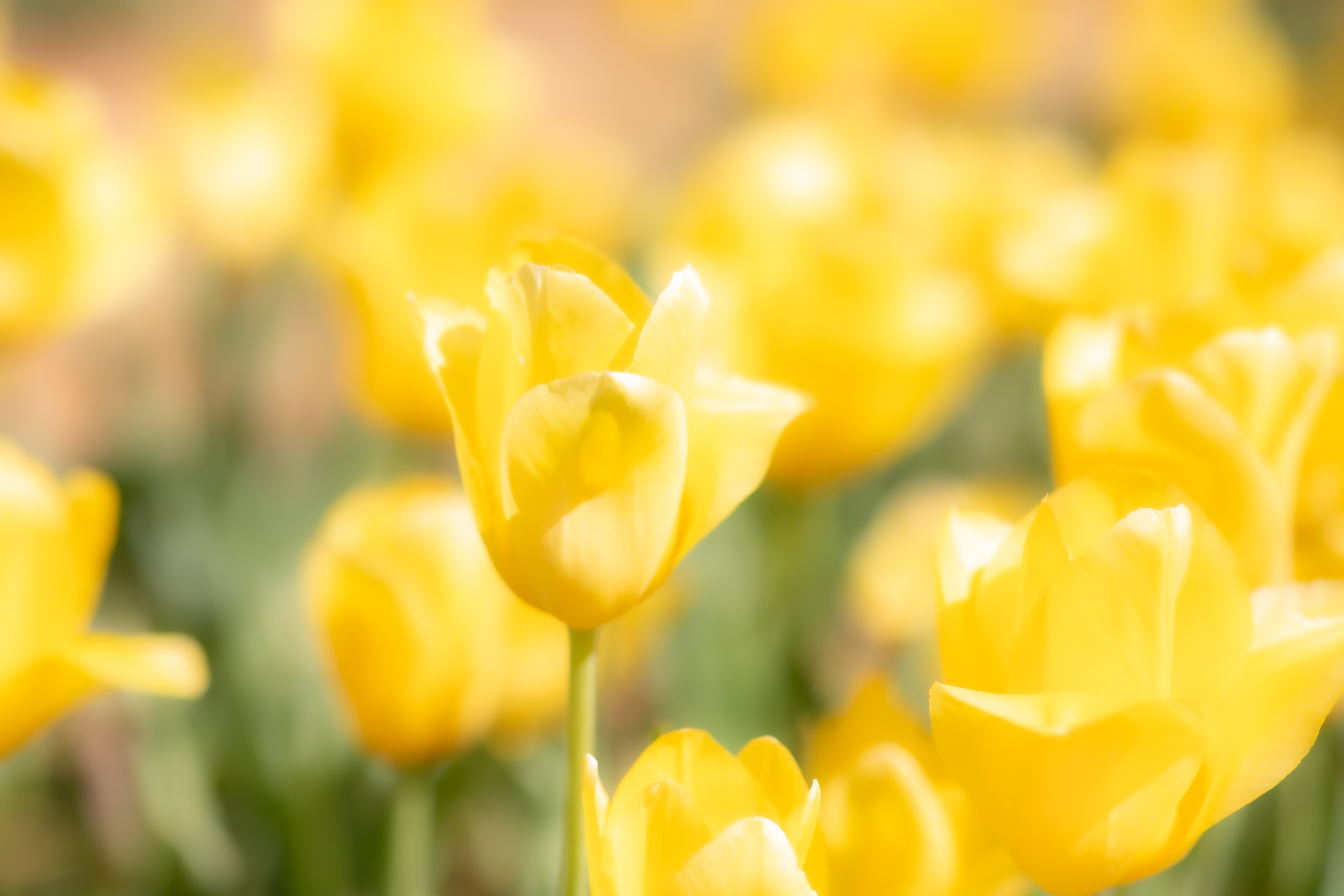 Tulips