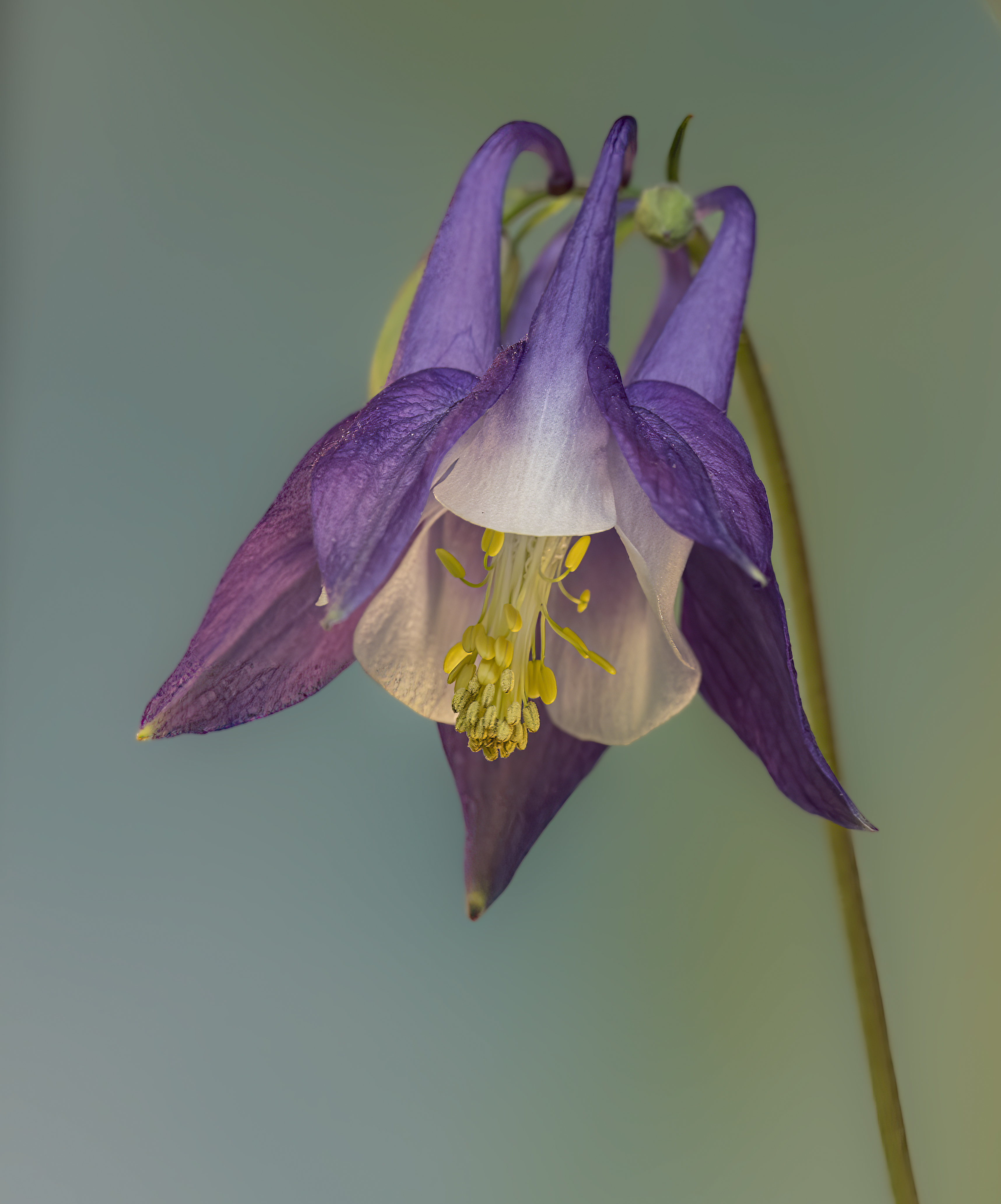 European Columbine
