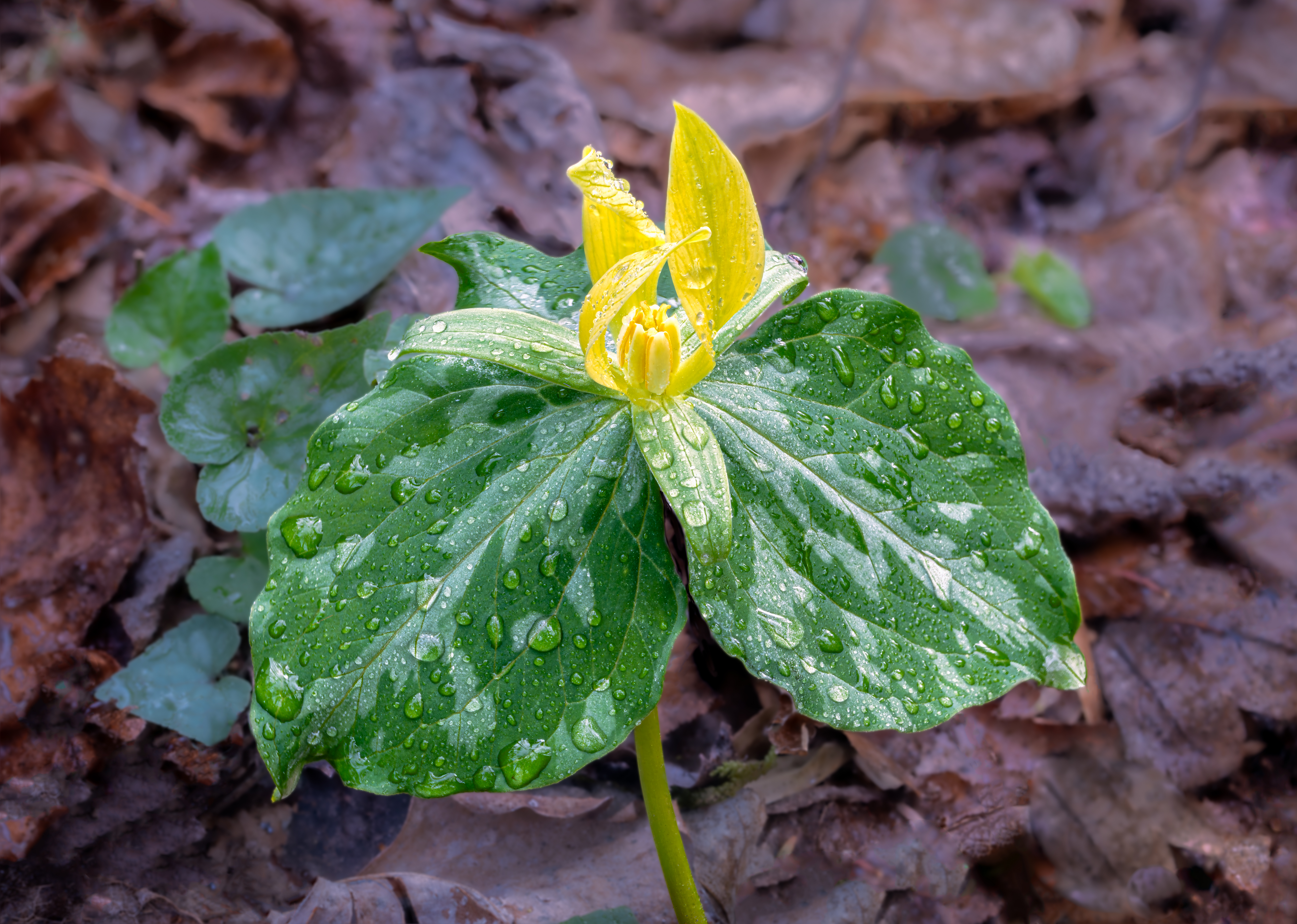 Yellow Trillium