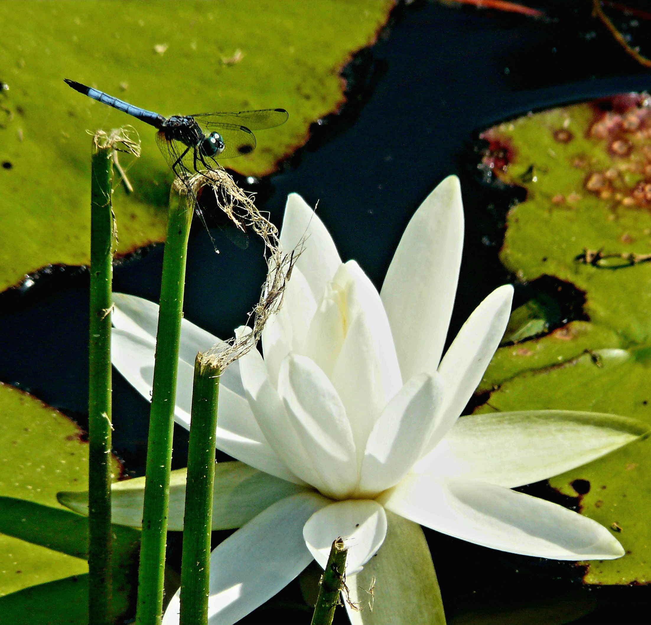 water lily