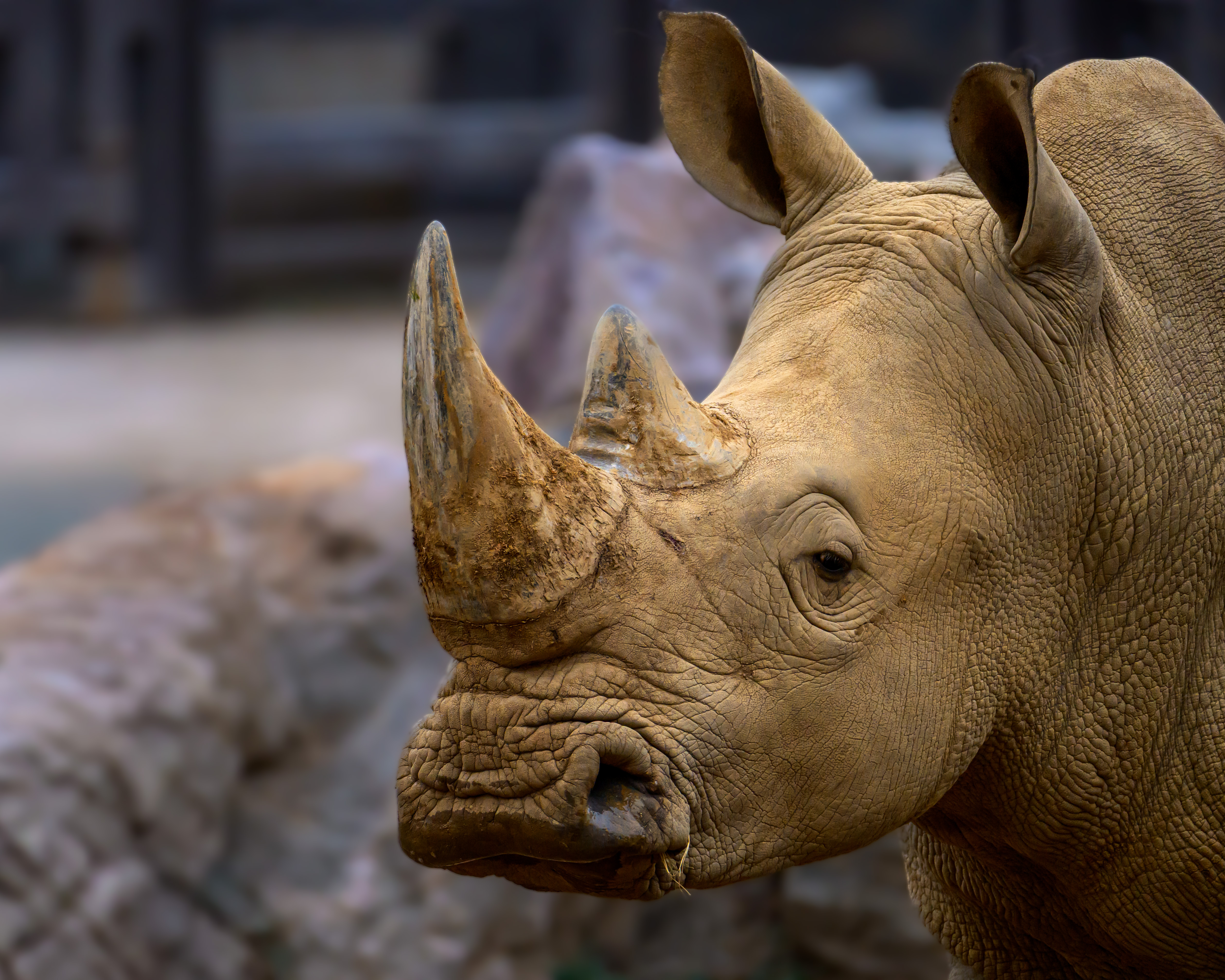 White Rhino