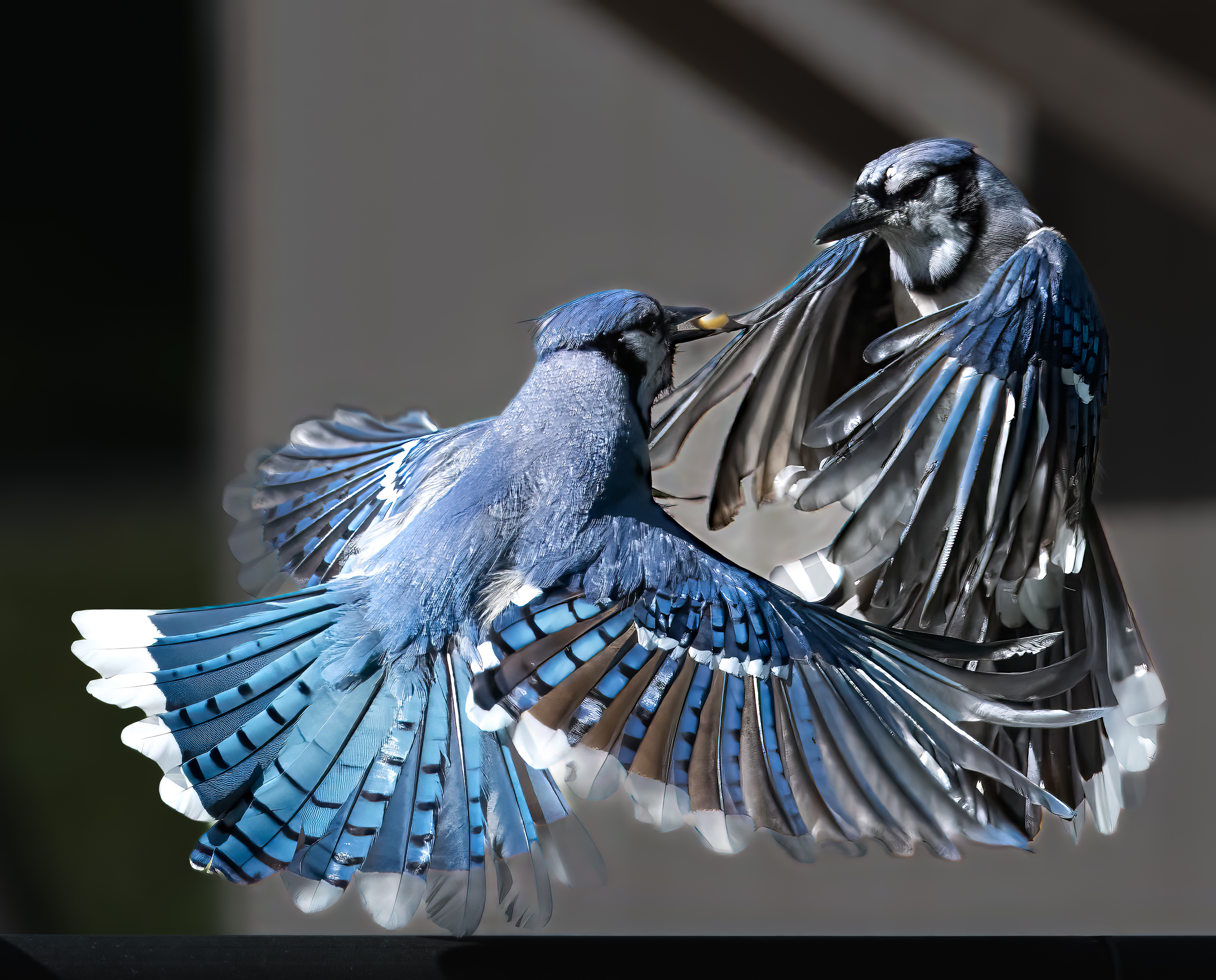 Fight in Mid Air