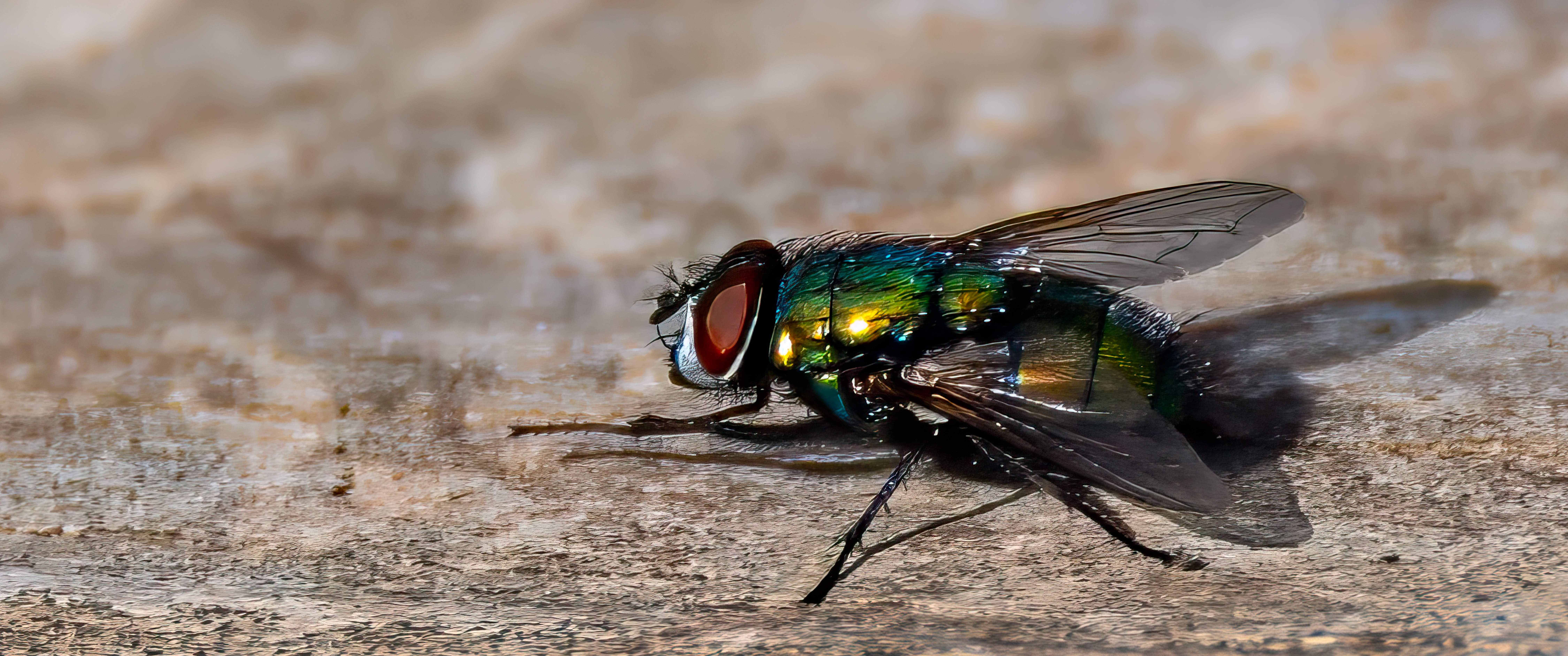 FLY