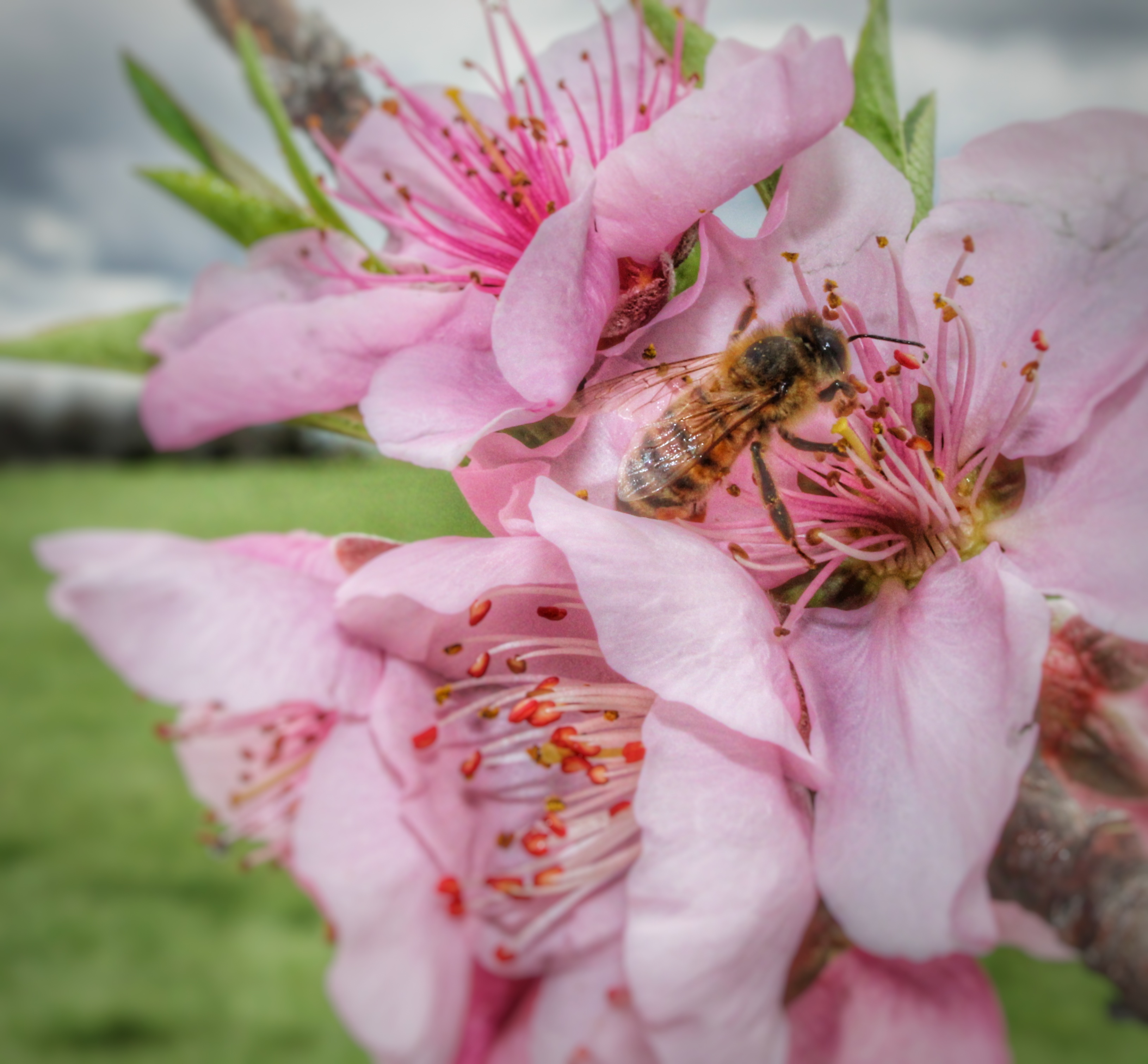 Peachy Bee