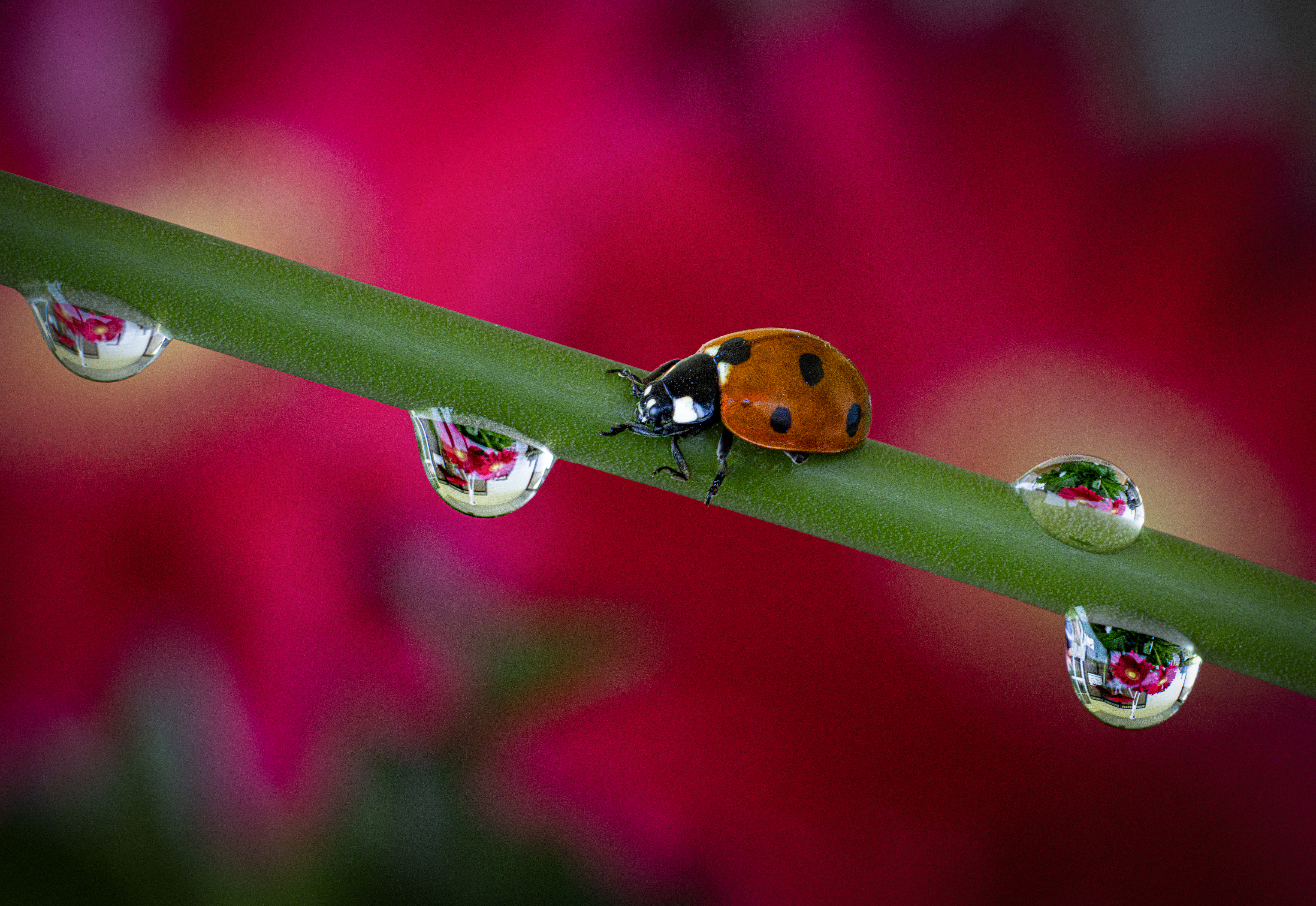 The Ladybug