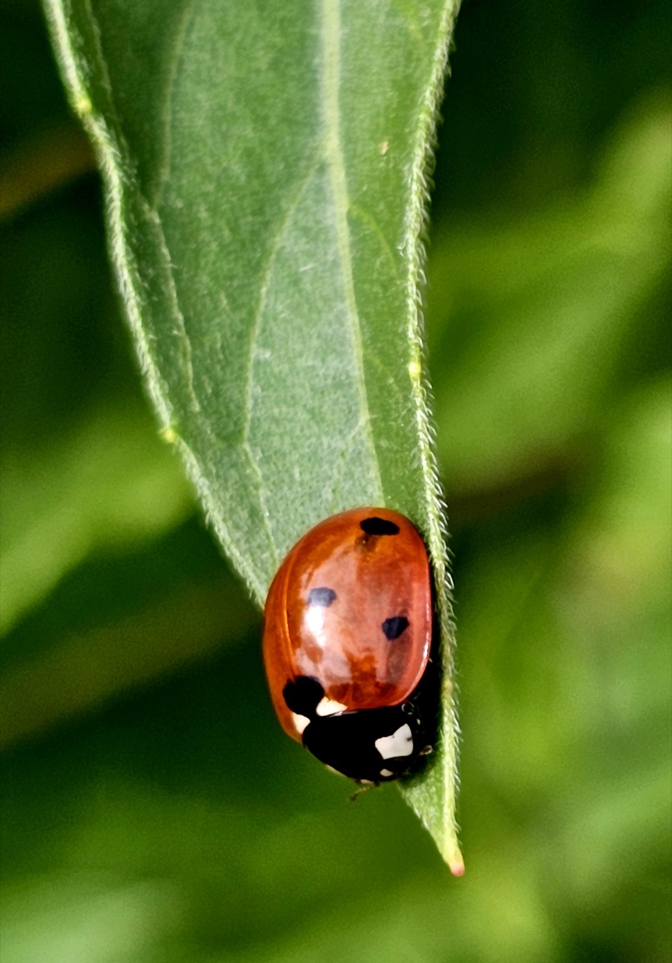 my little ladybug