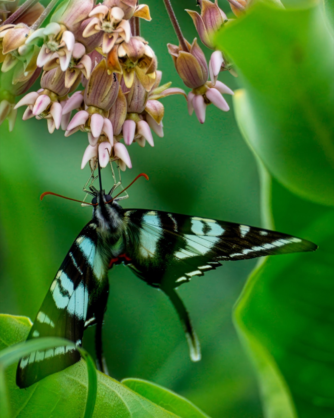 Hanging Zebra Swallowtail