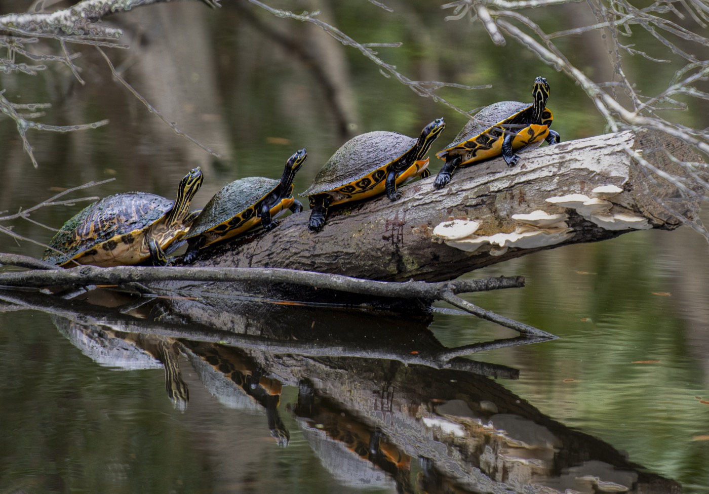 Follow The Leader