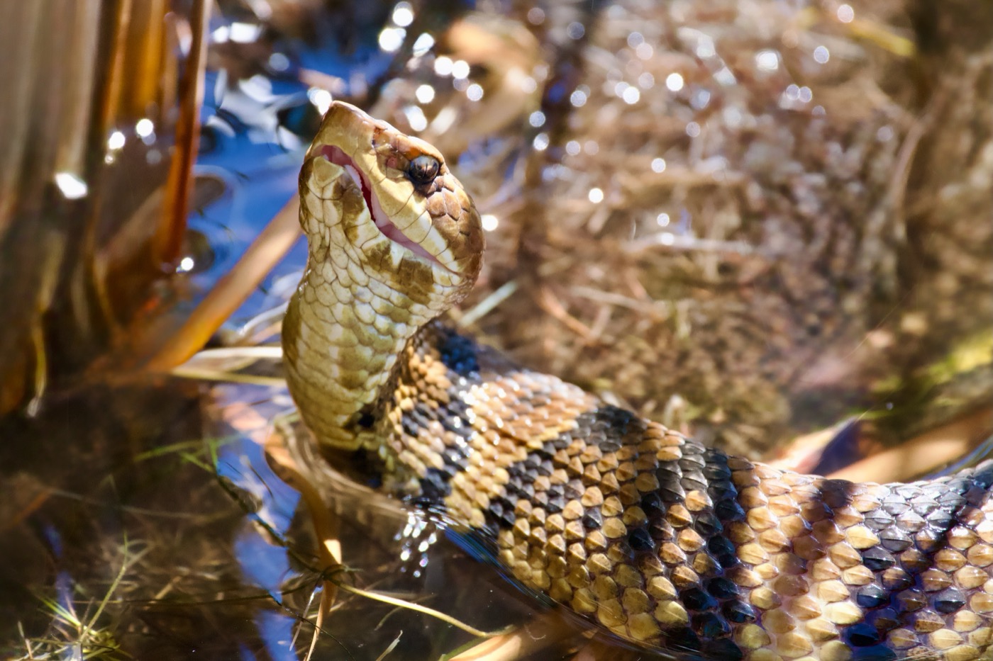 Cottonmouth