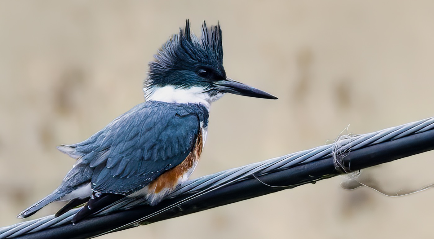 KINGFISHER WILD HAIR DAY