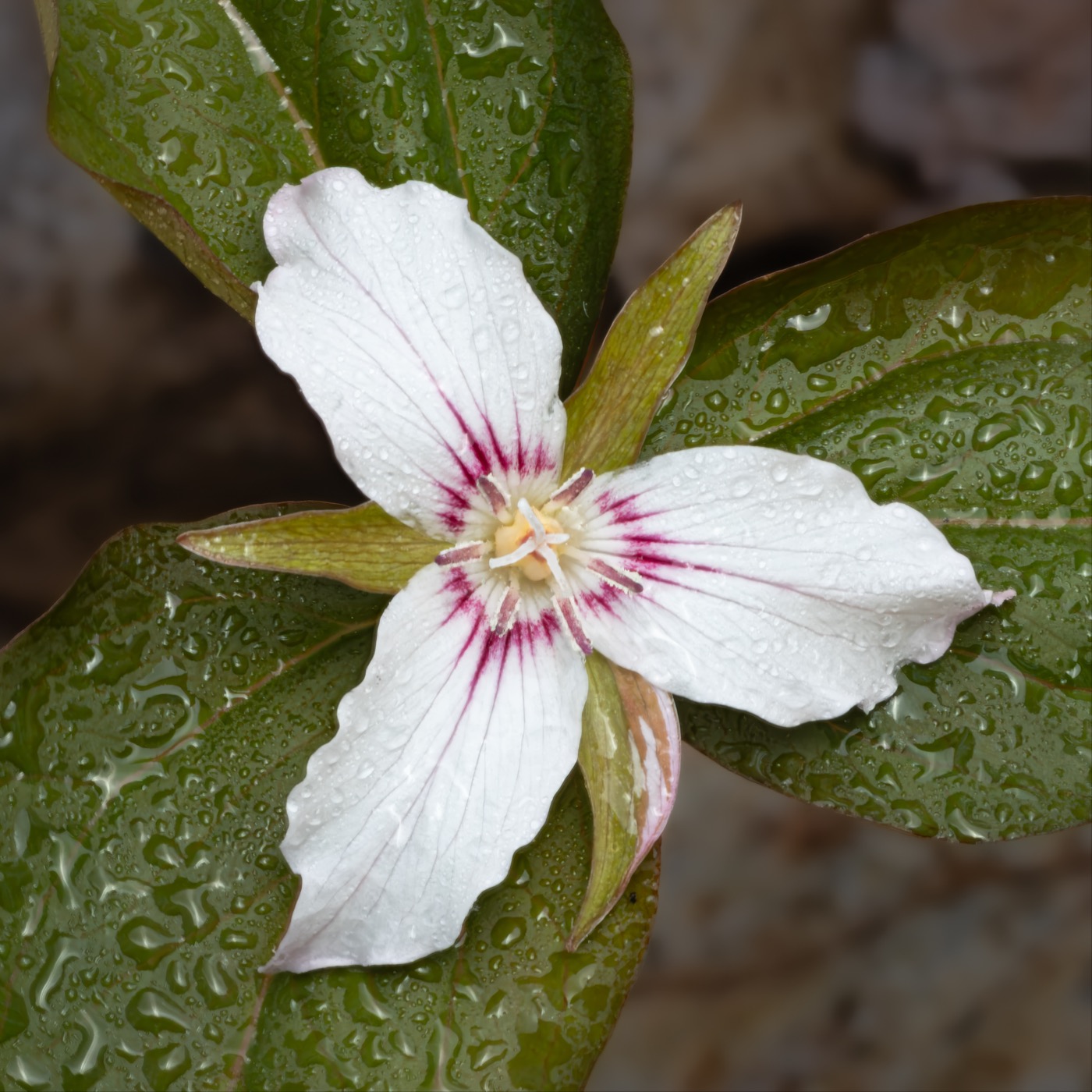 Painted Trillium in the Rain