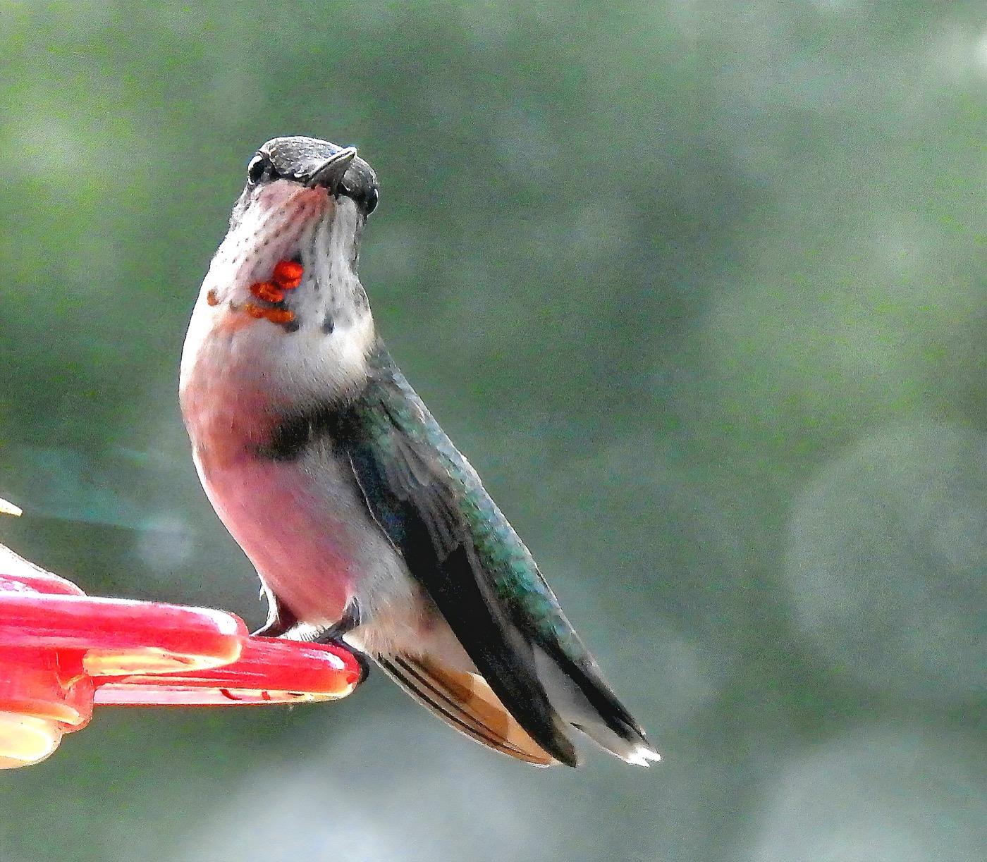 Ruby throated