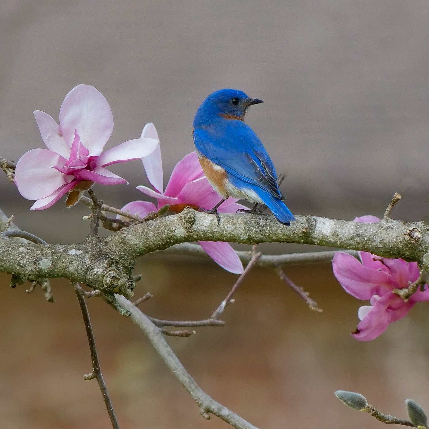 Bluebird in Spring