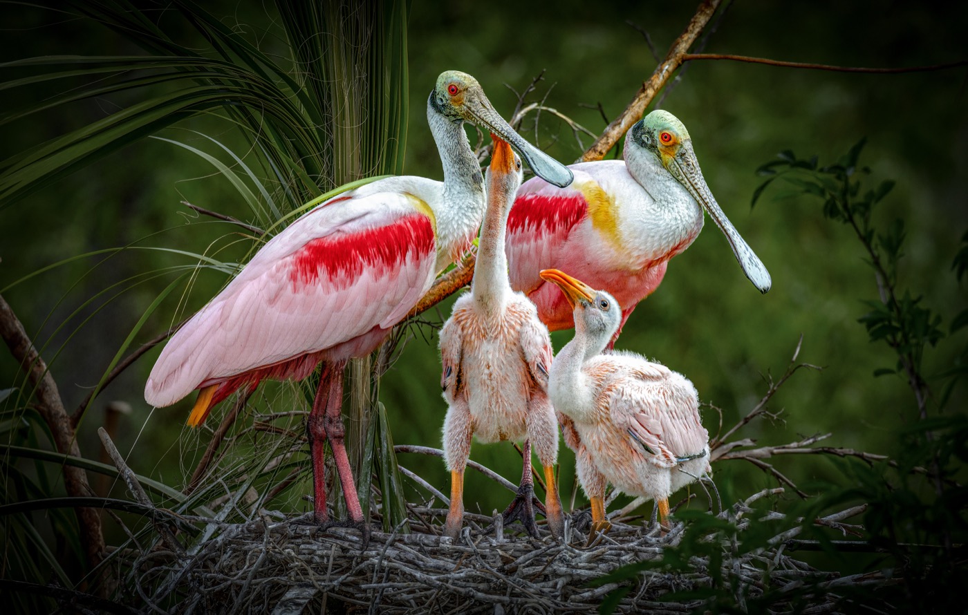 Feeding Time