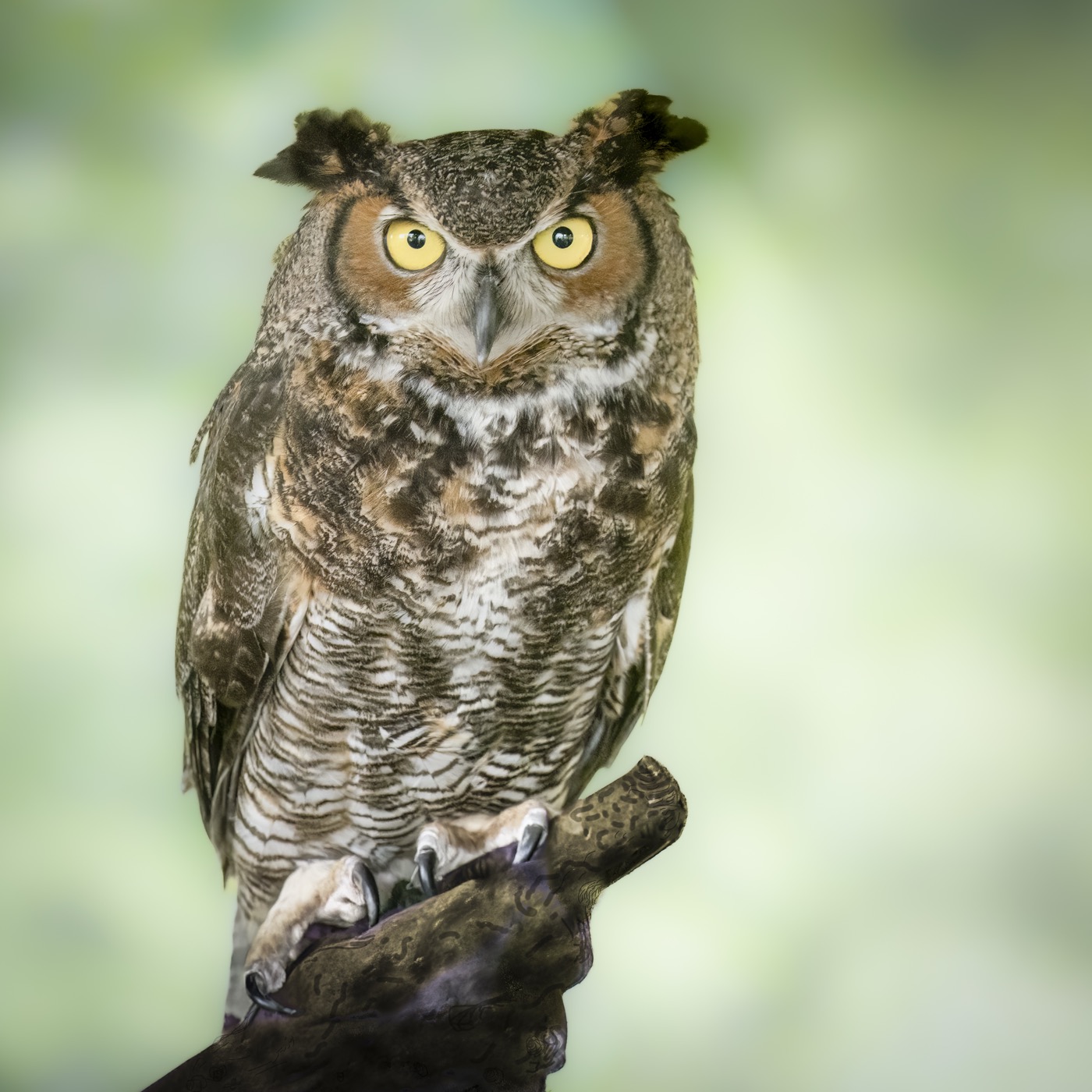 Great Horned Owl